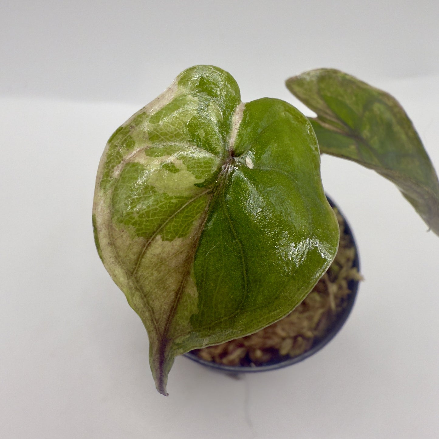 Alocasia Yucatán Princess Pink Variegata