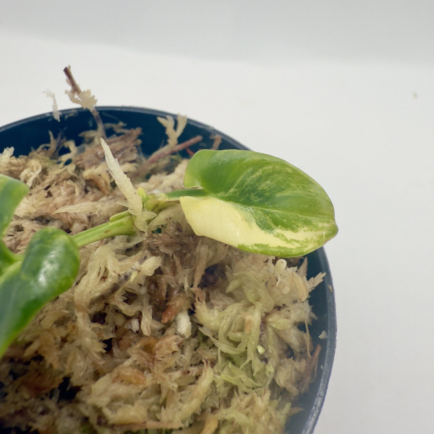 Philodendron Goeldii Variegated