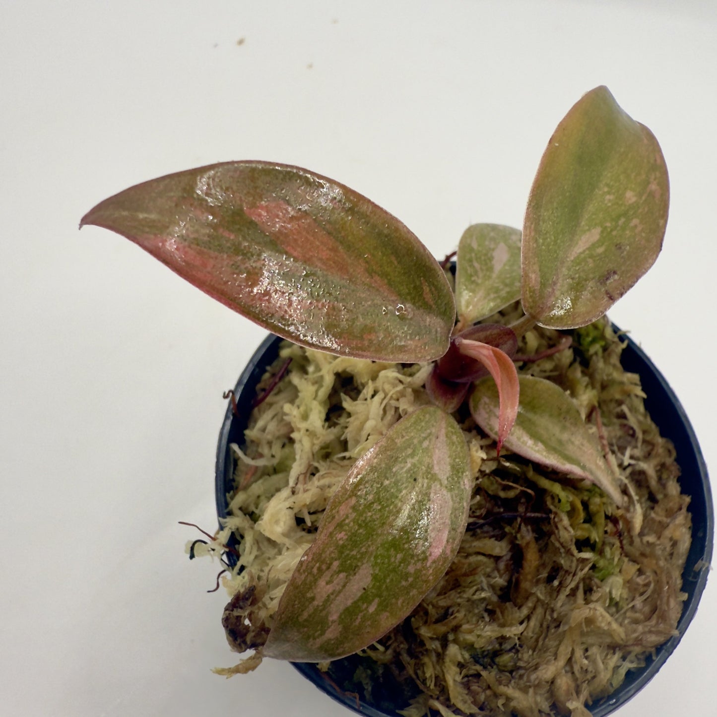Philodendron Orange Princess Variegated