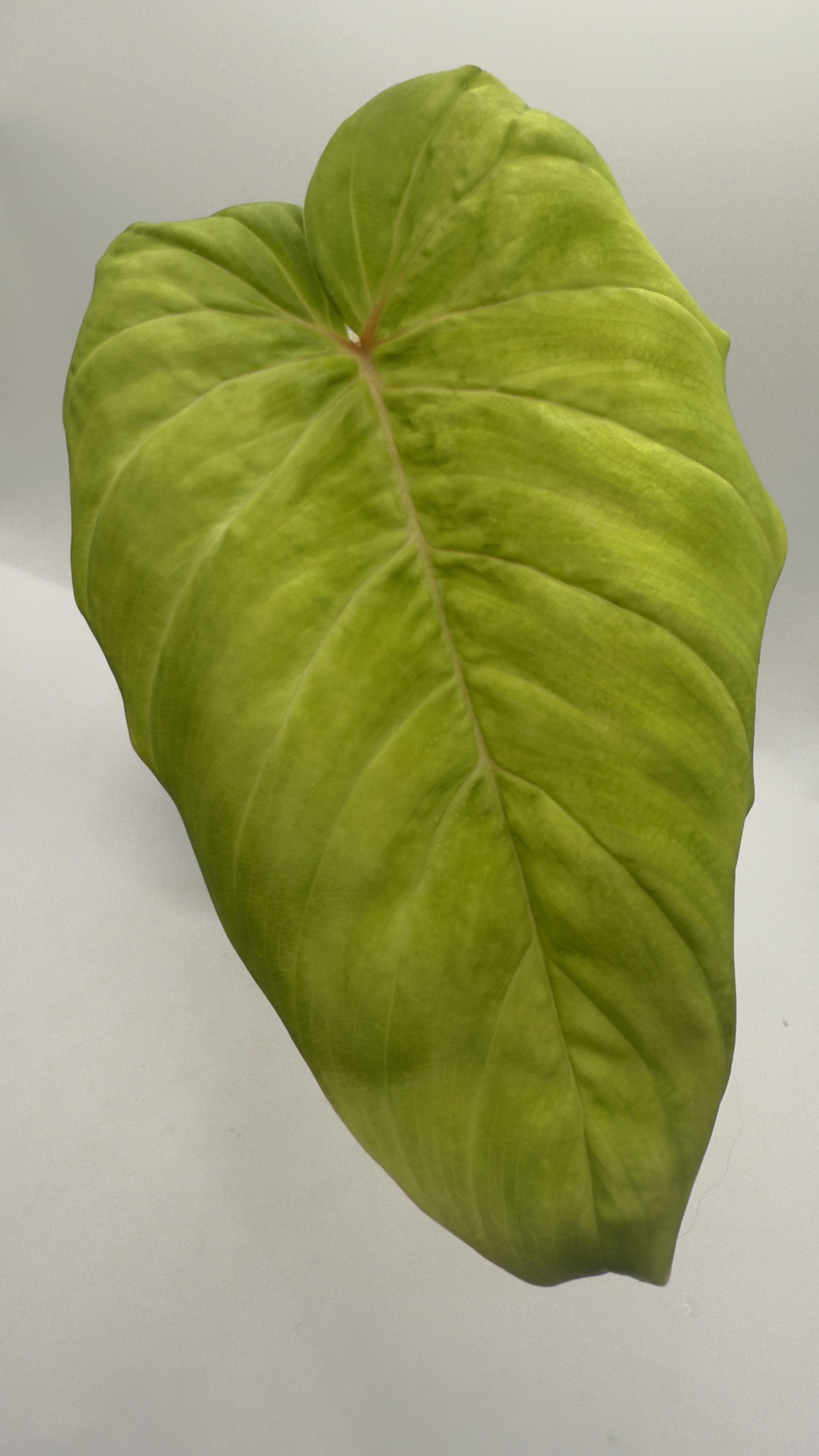 philodendron verrucosum titanium Philodendron Titanium (Serpens x Verrucosum) – Luna's Plants