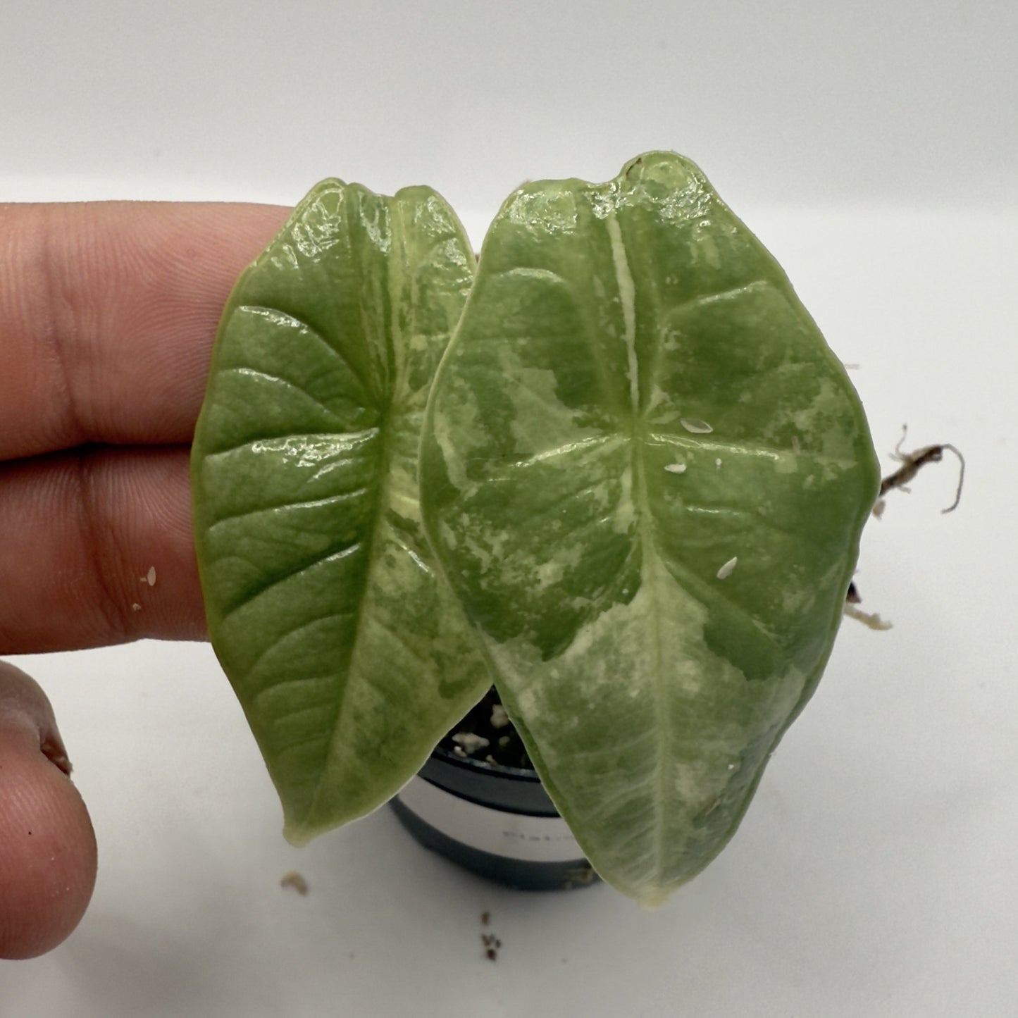 Alocasia Platinum Albo Variegata