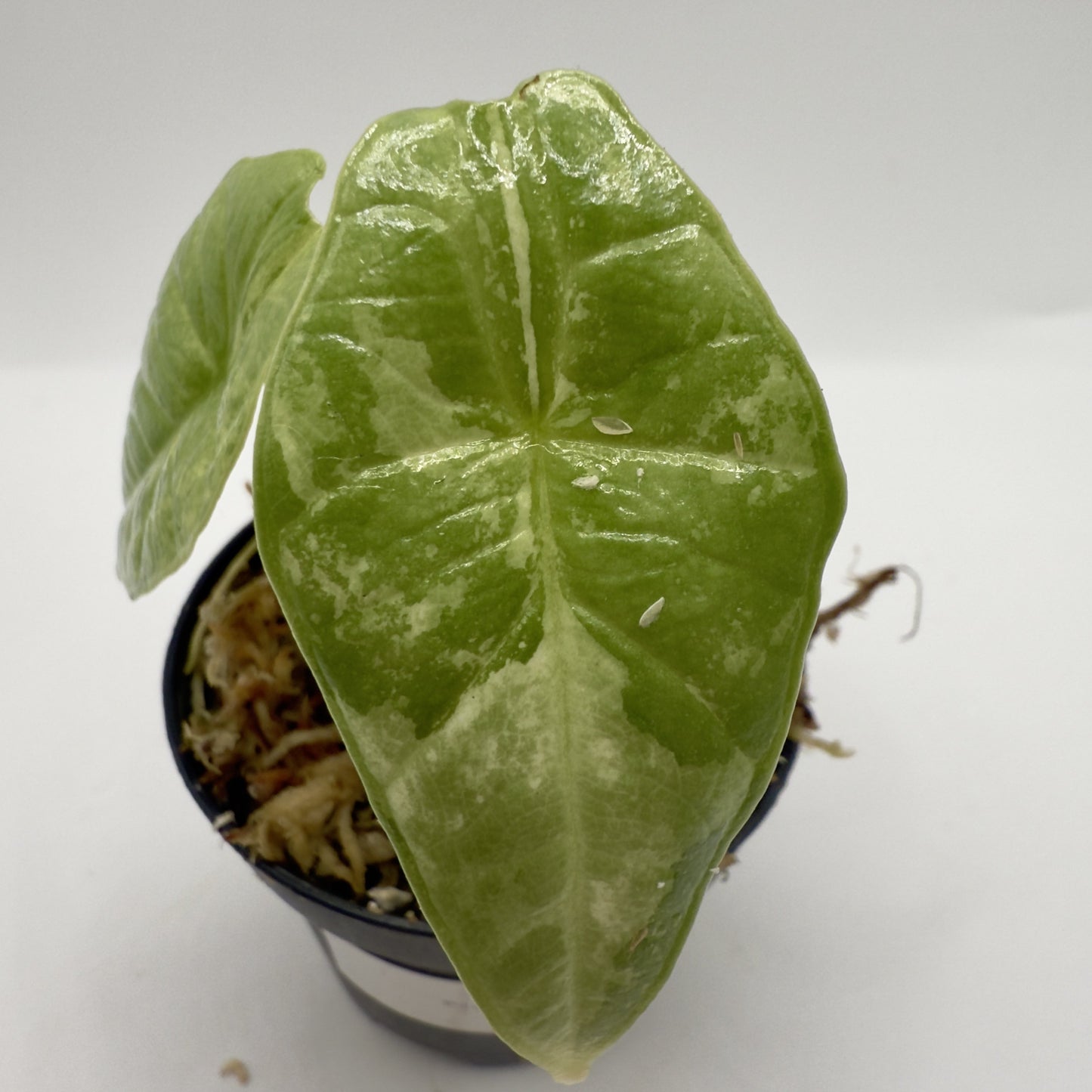 Alocasia Platinum Albo Variegata