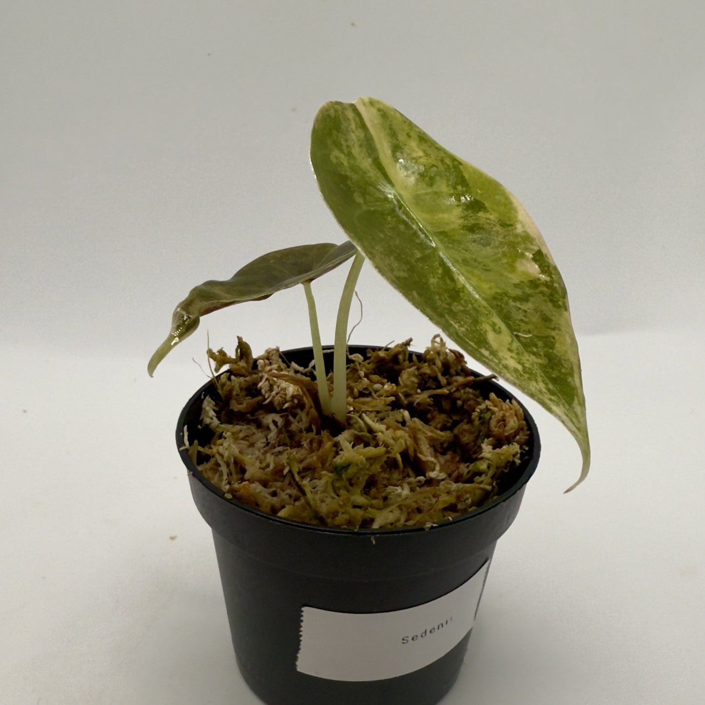 Alocasia Sedenii Aurea Variegata