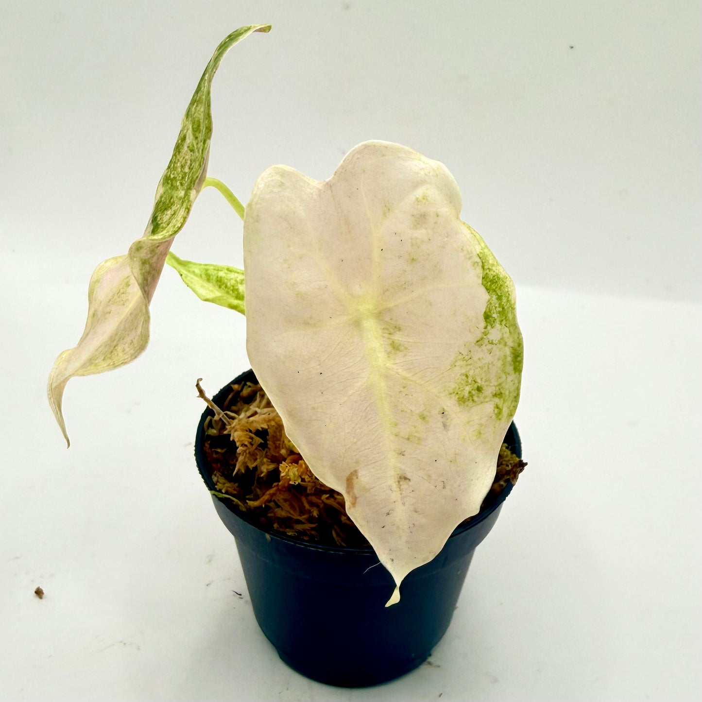 Alocasia Longiloba Black Satun Stardust Pink/Albo Variegata