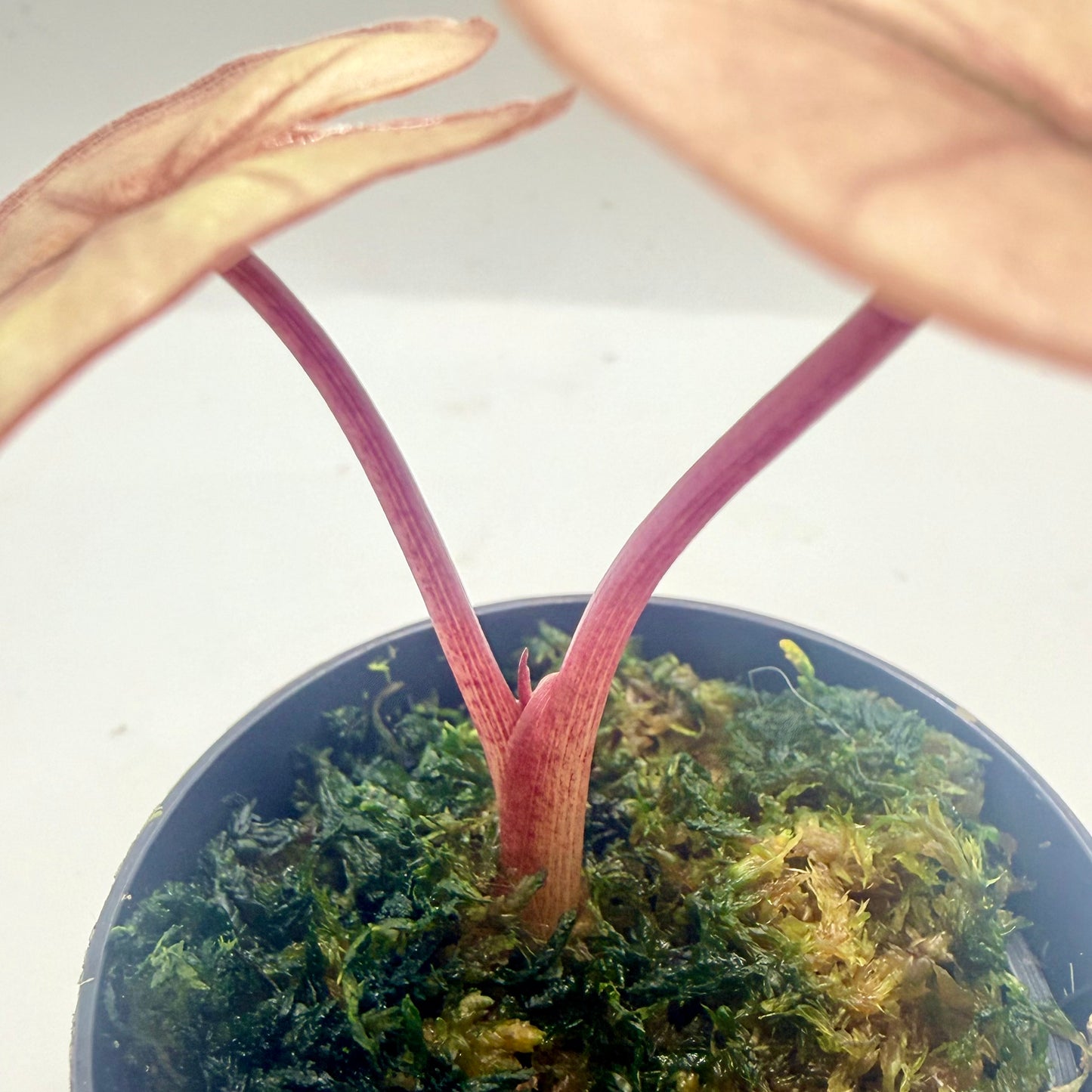 Alocasia Plumbea Nigra Pink Variegata - High Variegata