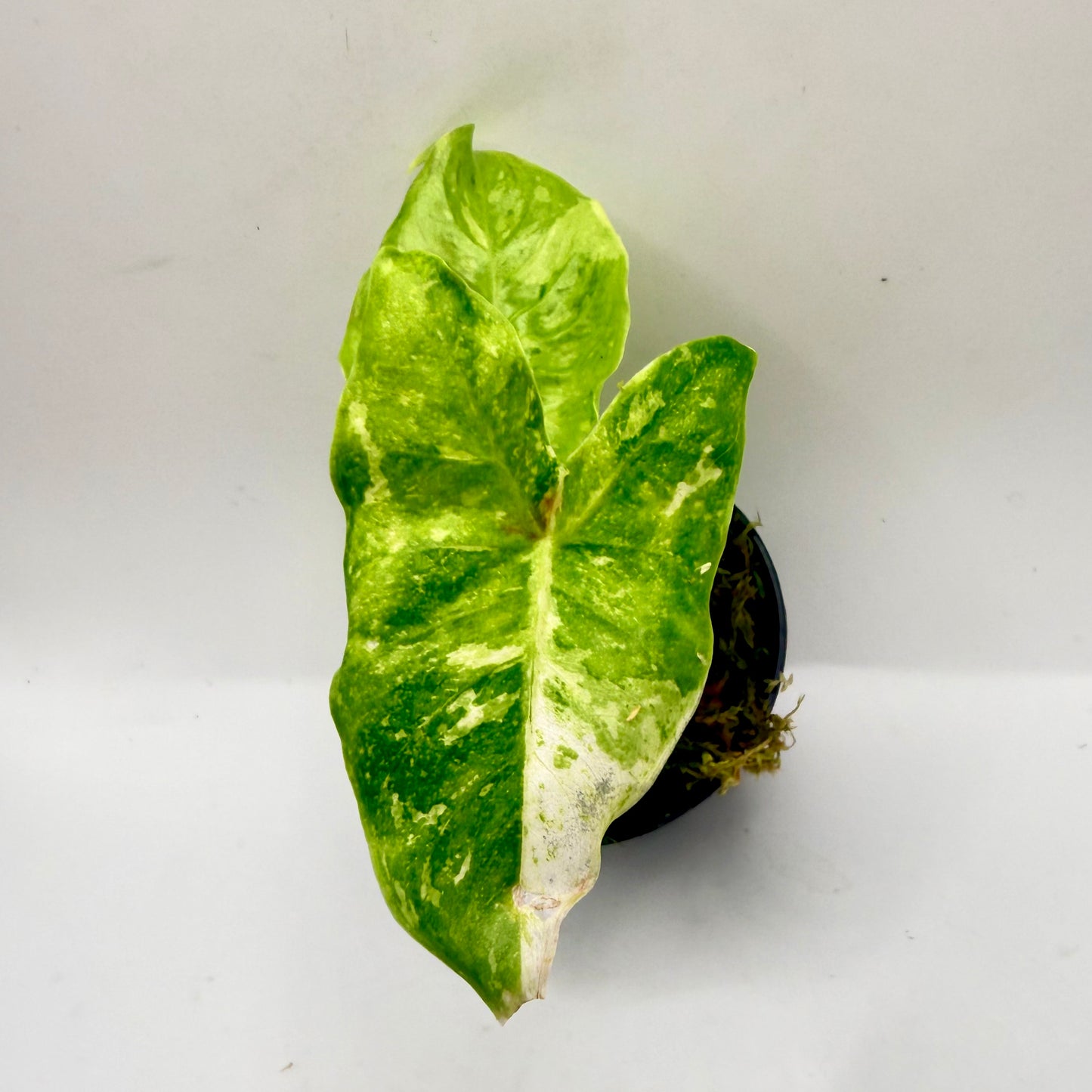 Alocasia Longiloba Lemon Lime Variegata