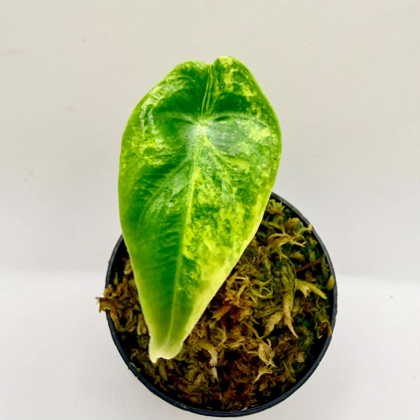 Alocasia Venusta Aurea Variegata