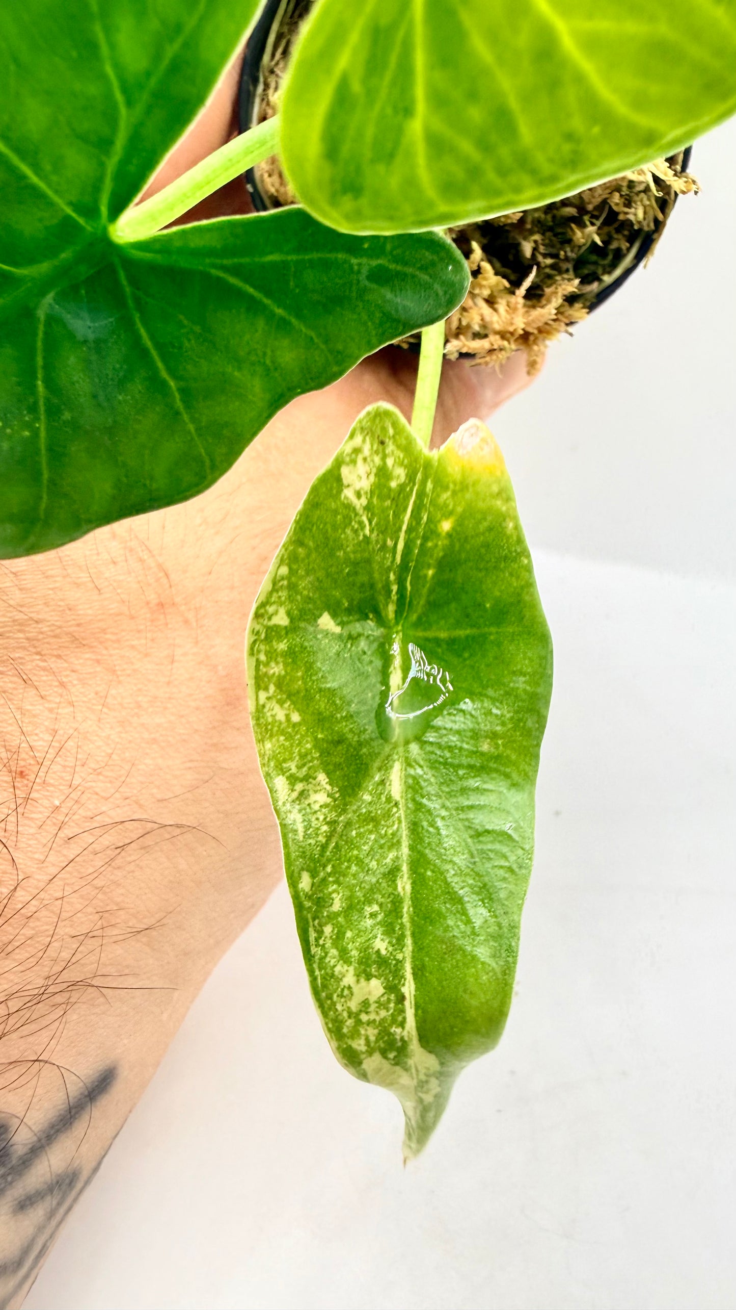 Alocasia Simpo Aurea Variegata
