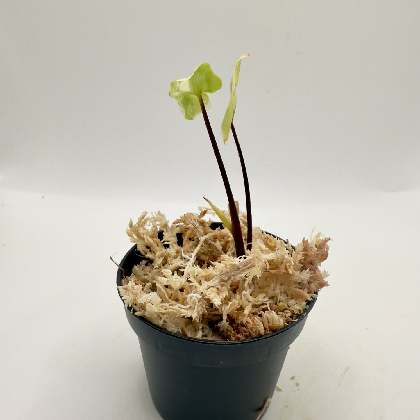 Alocasia Black Stem Variegata