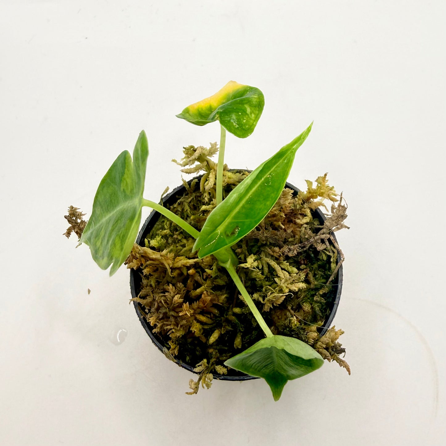 Alocasia Frydek Aurea GoG