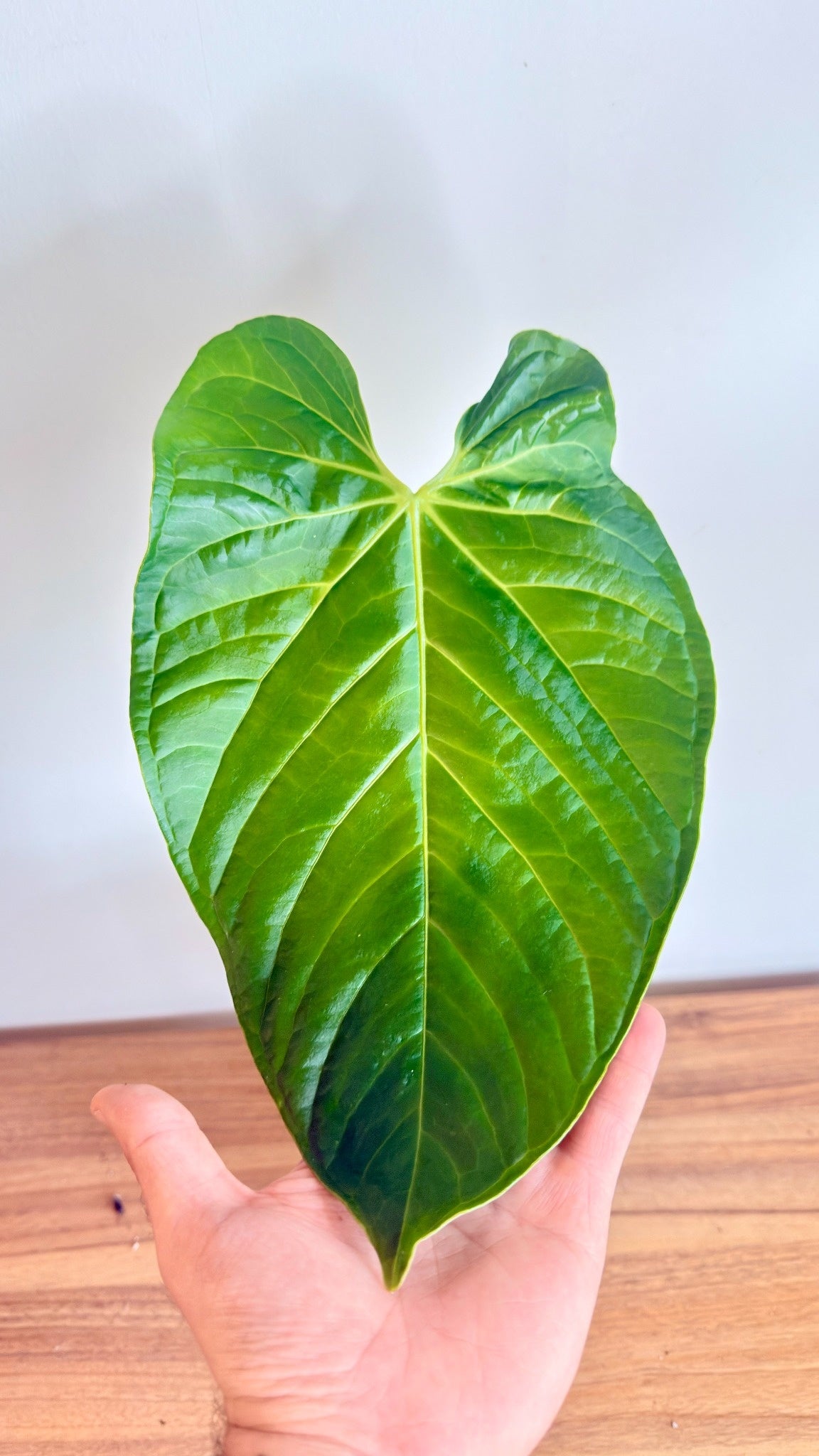 Anthurium Regale x Luxurians