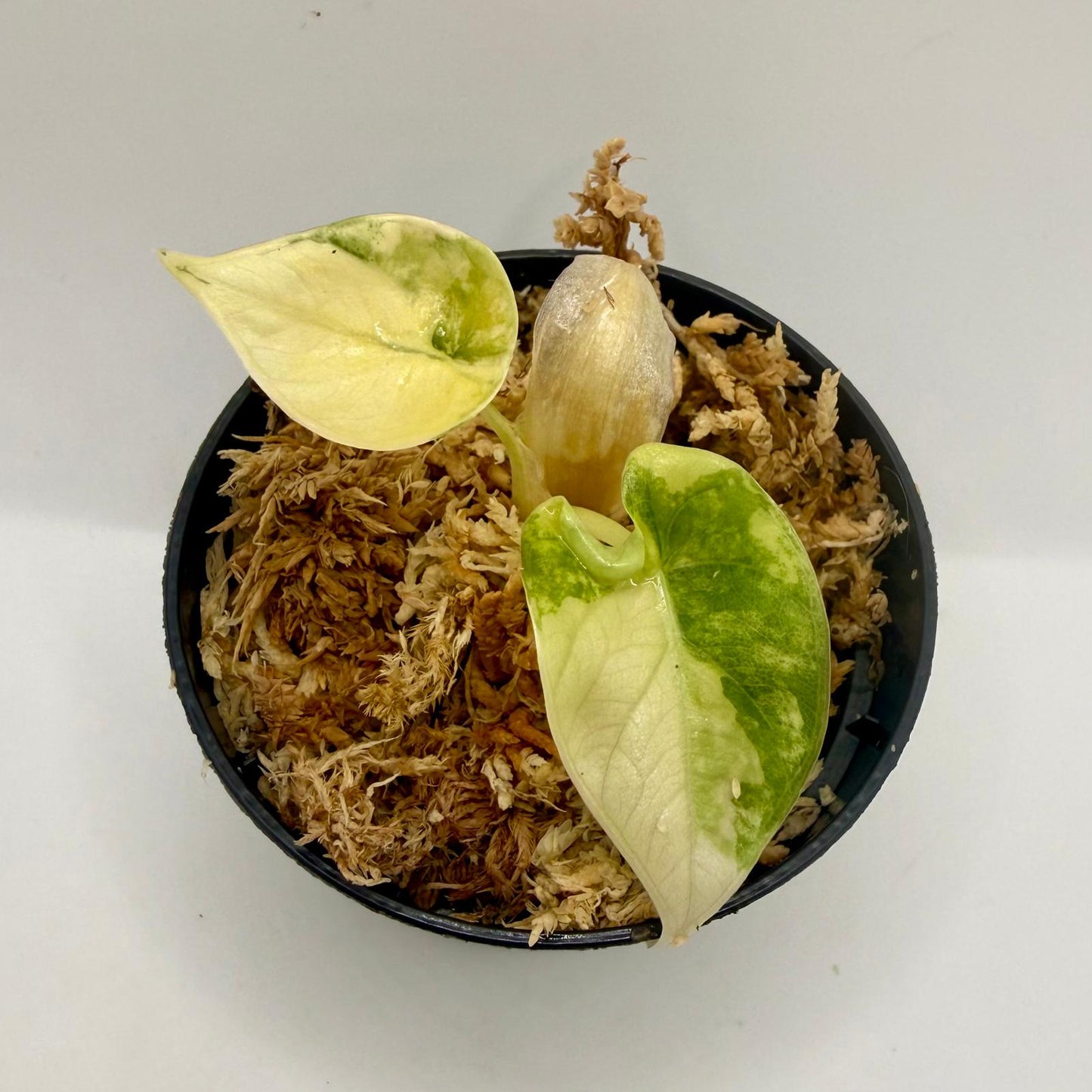 Alocasia Maharani Lemon Lime Variegata