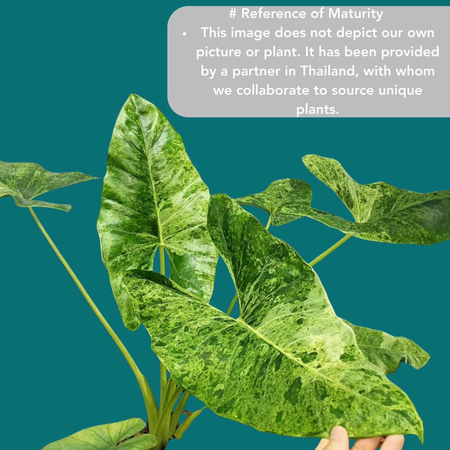Alocasia SP. (From Surat) Aurea Variegata