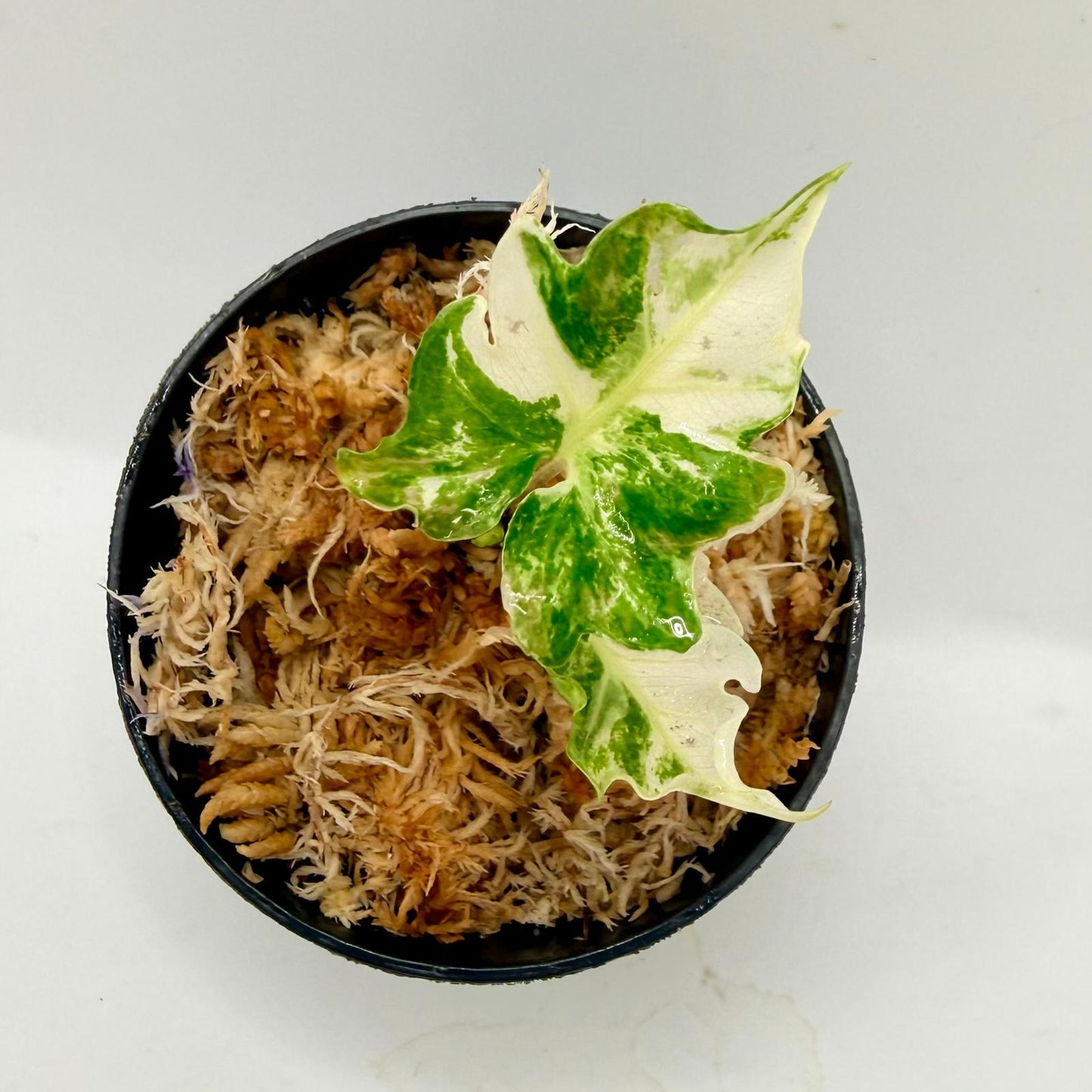 Alocasia Brancifolia Albo Variegata