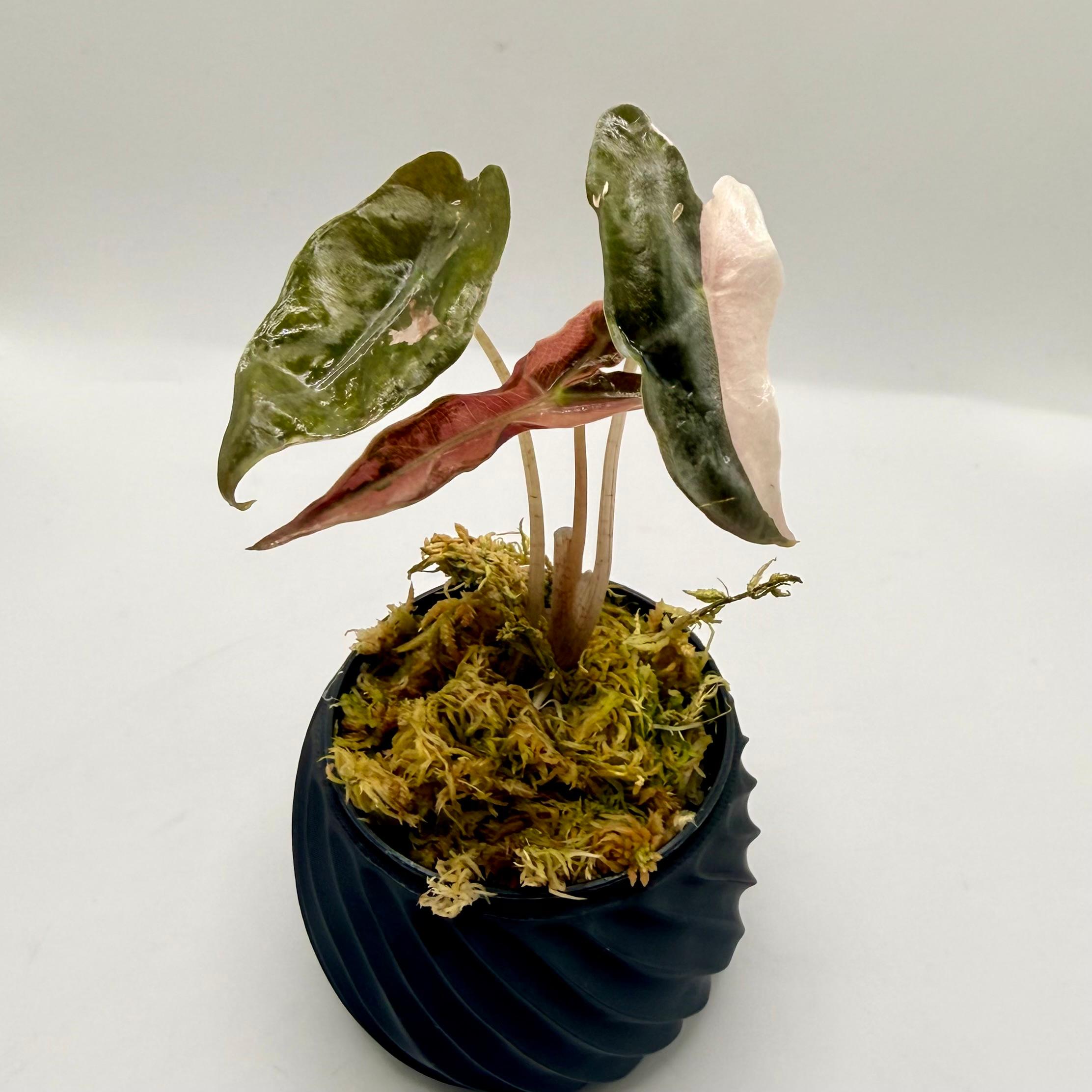 Alocasia Sanderiana Nobilis Pink Variegata – Luna's Plants