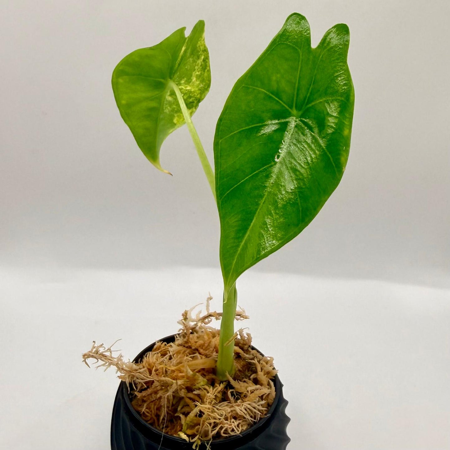 Alocasia Epilithica Aurea Variegata
