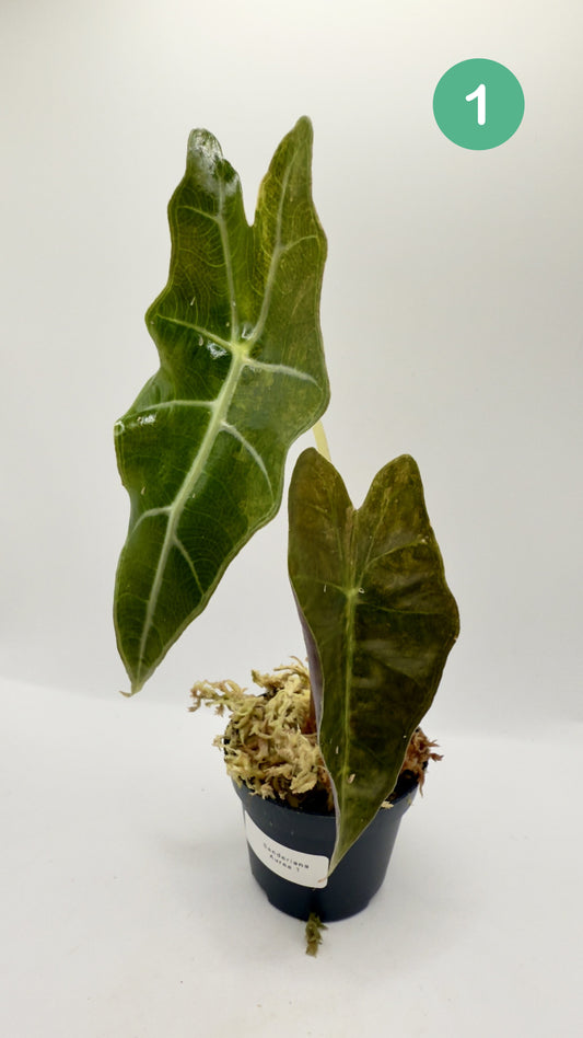 Alocasia Sanderiana Bull Aurea Variegata