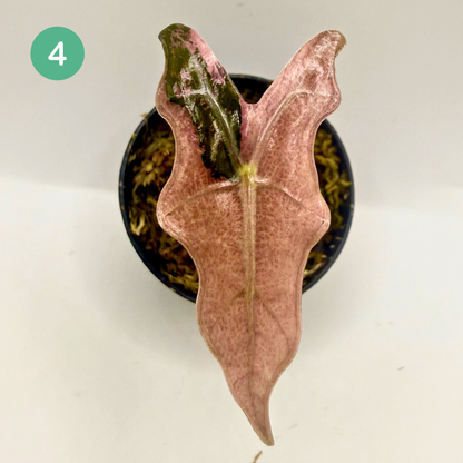 Alocasia Sanderiana Nobilis Pink Variegata