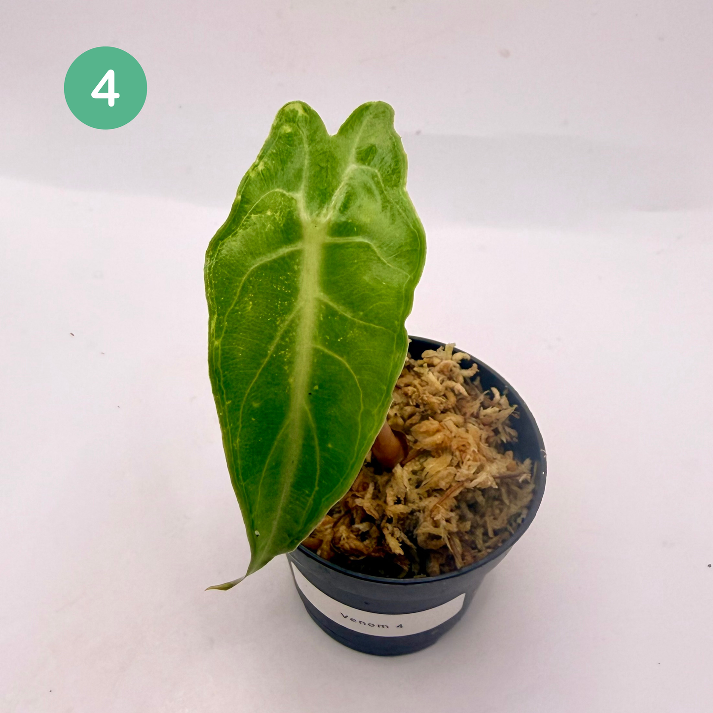 Alocasia Venom