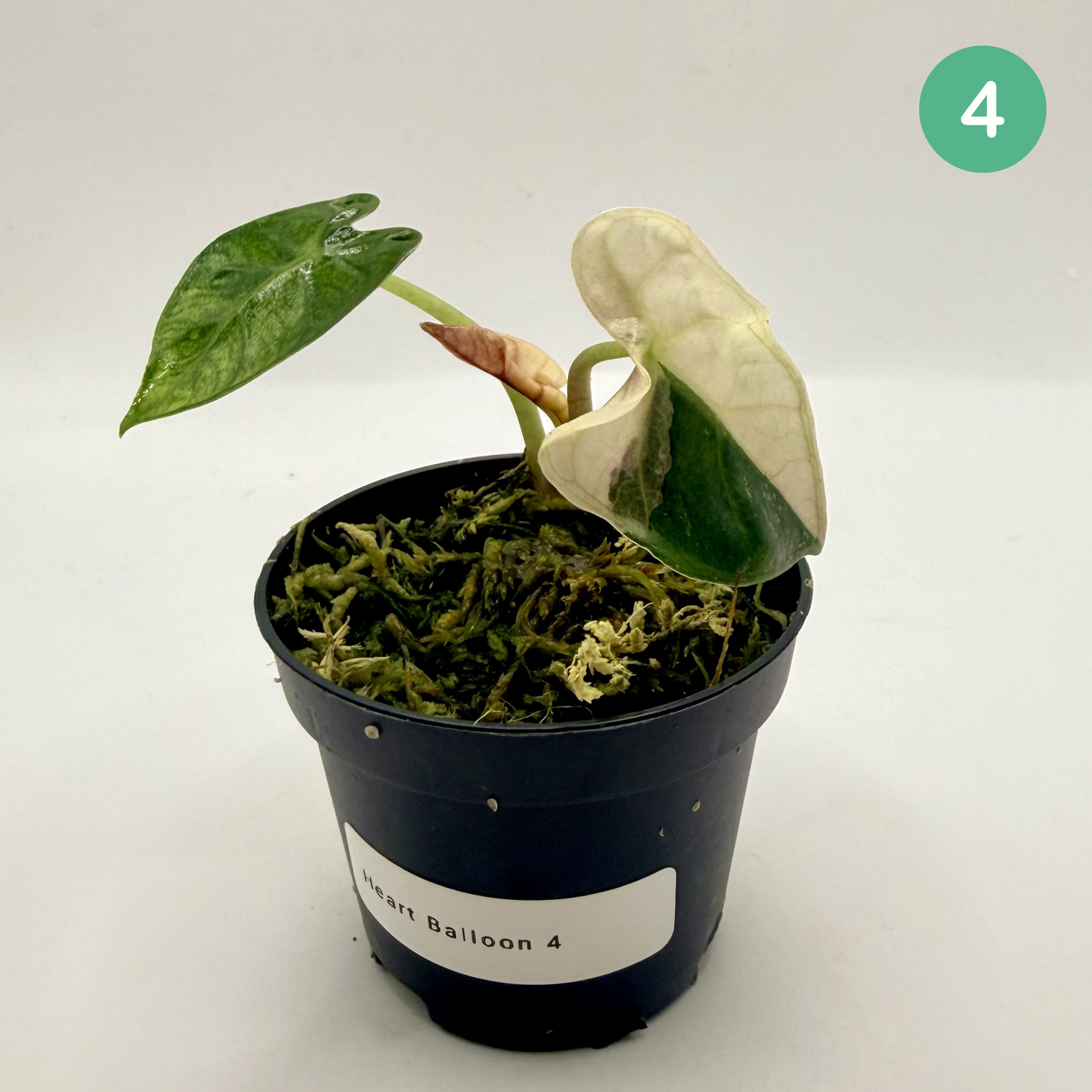 Alocasia Heart Balloon Pink/Albo Variegata