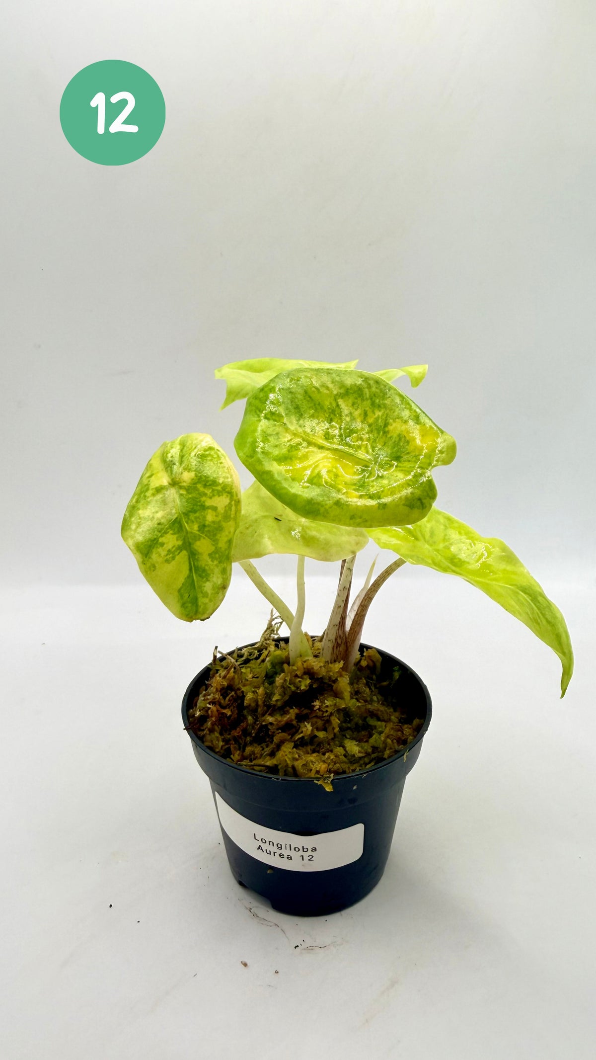 Alocasia Longiloba Aurea Variegata