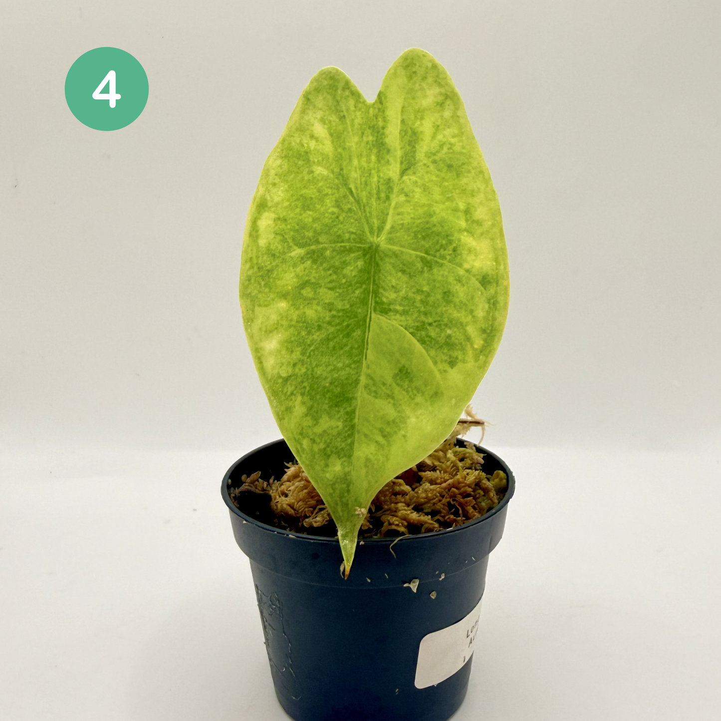 Alocasia Longiloba Aurea Variegata