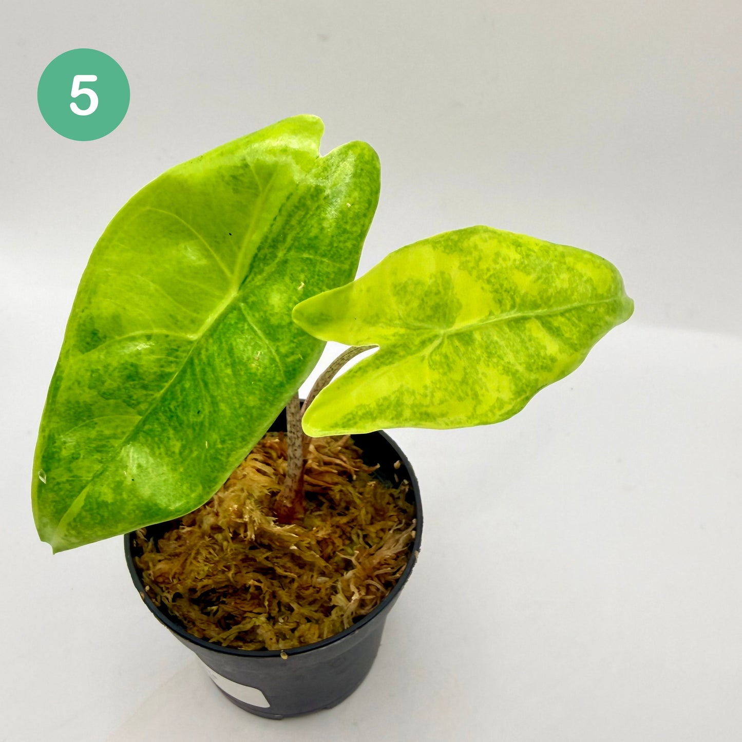 Alocasia Longiloba Aurea Variegata