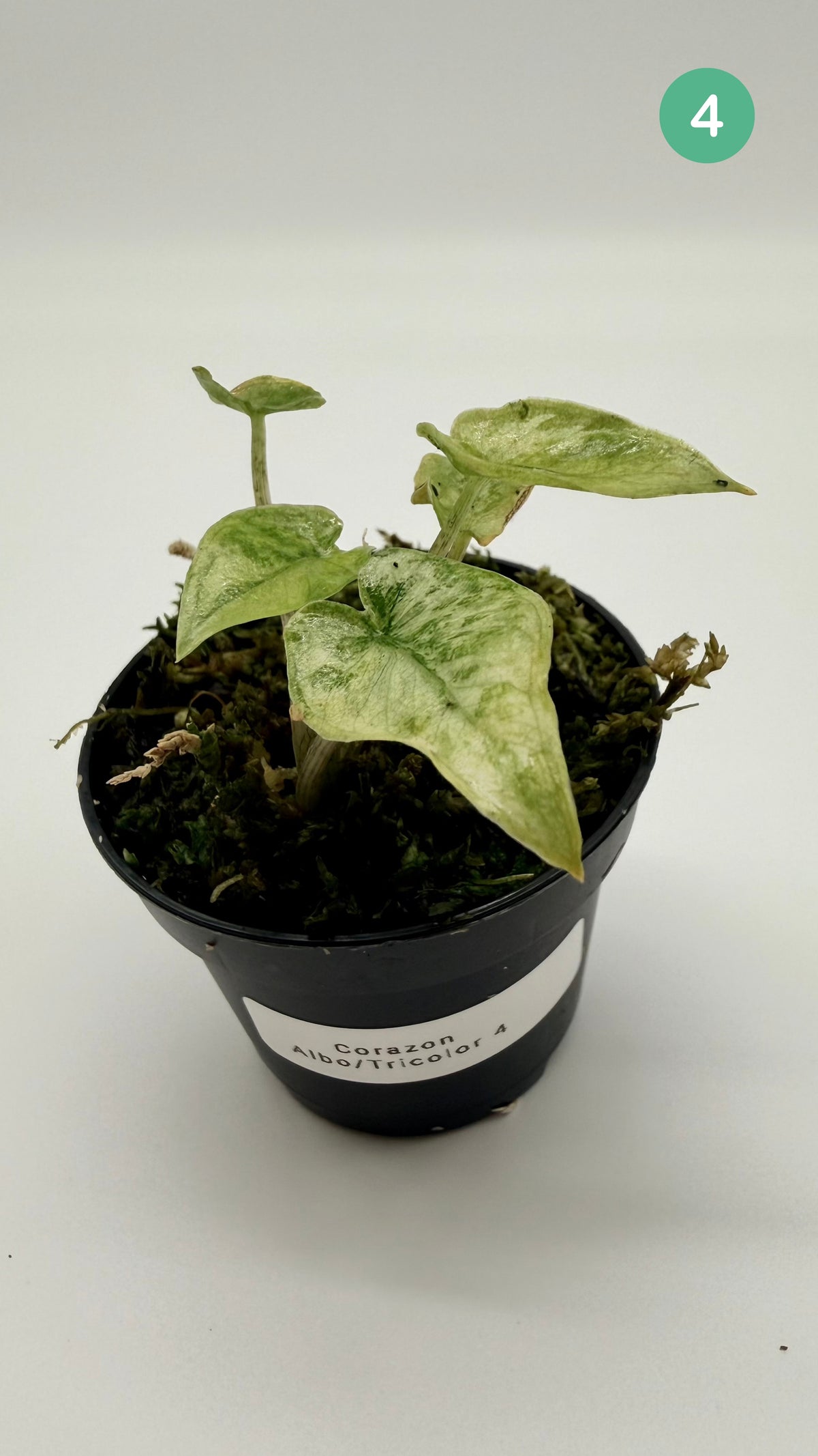 Alocasia Corazón Albo/Tricolor Variegata