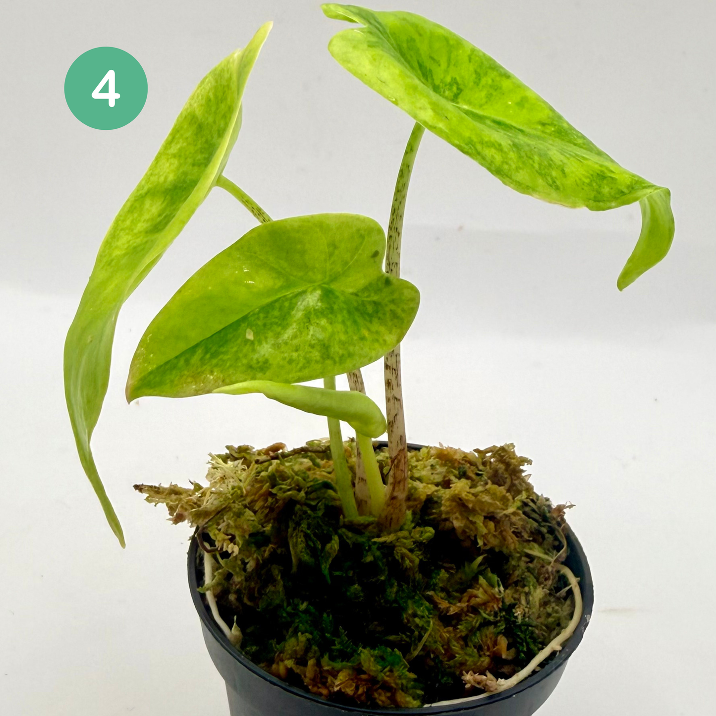 Alocasia Longiloba Aurea Variegata
