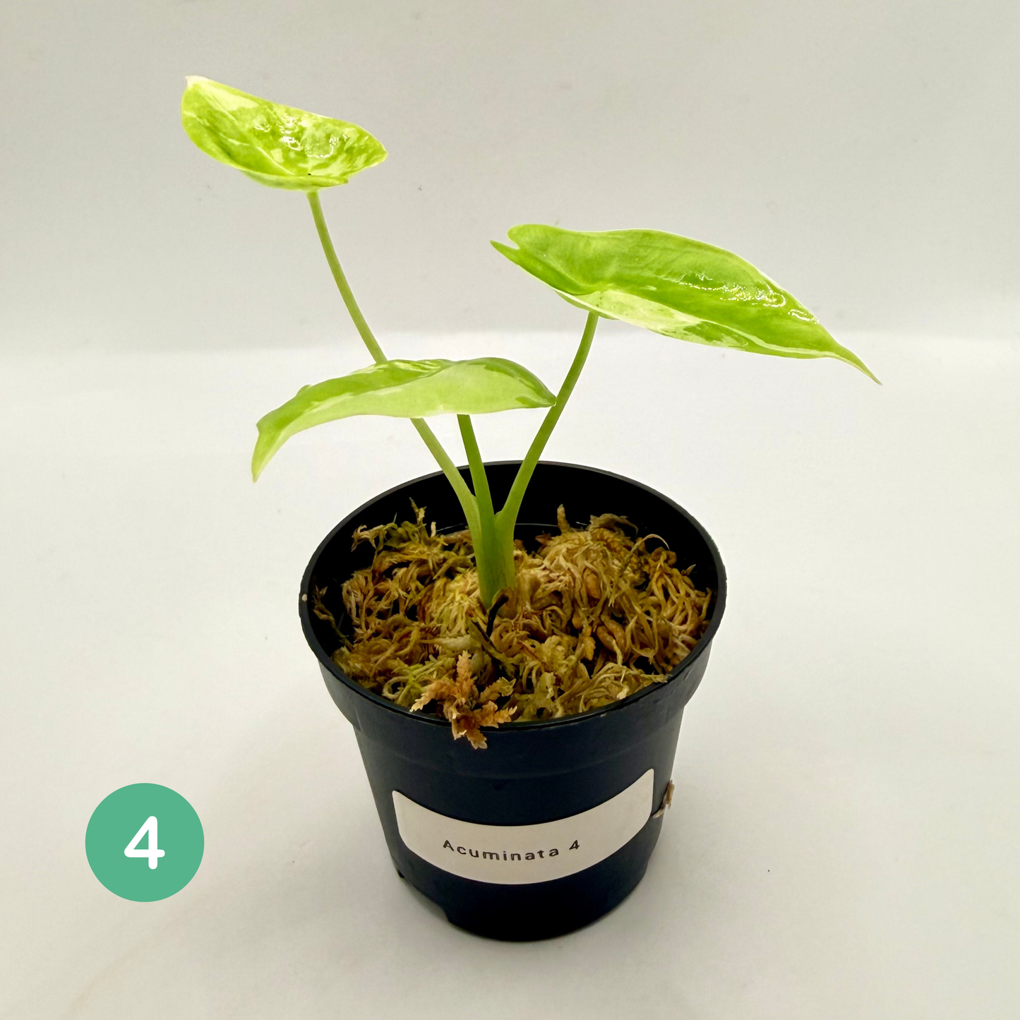 Alocasia Acuminata Albo Variegata