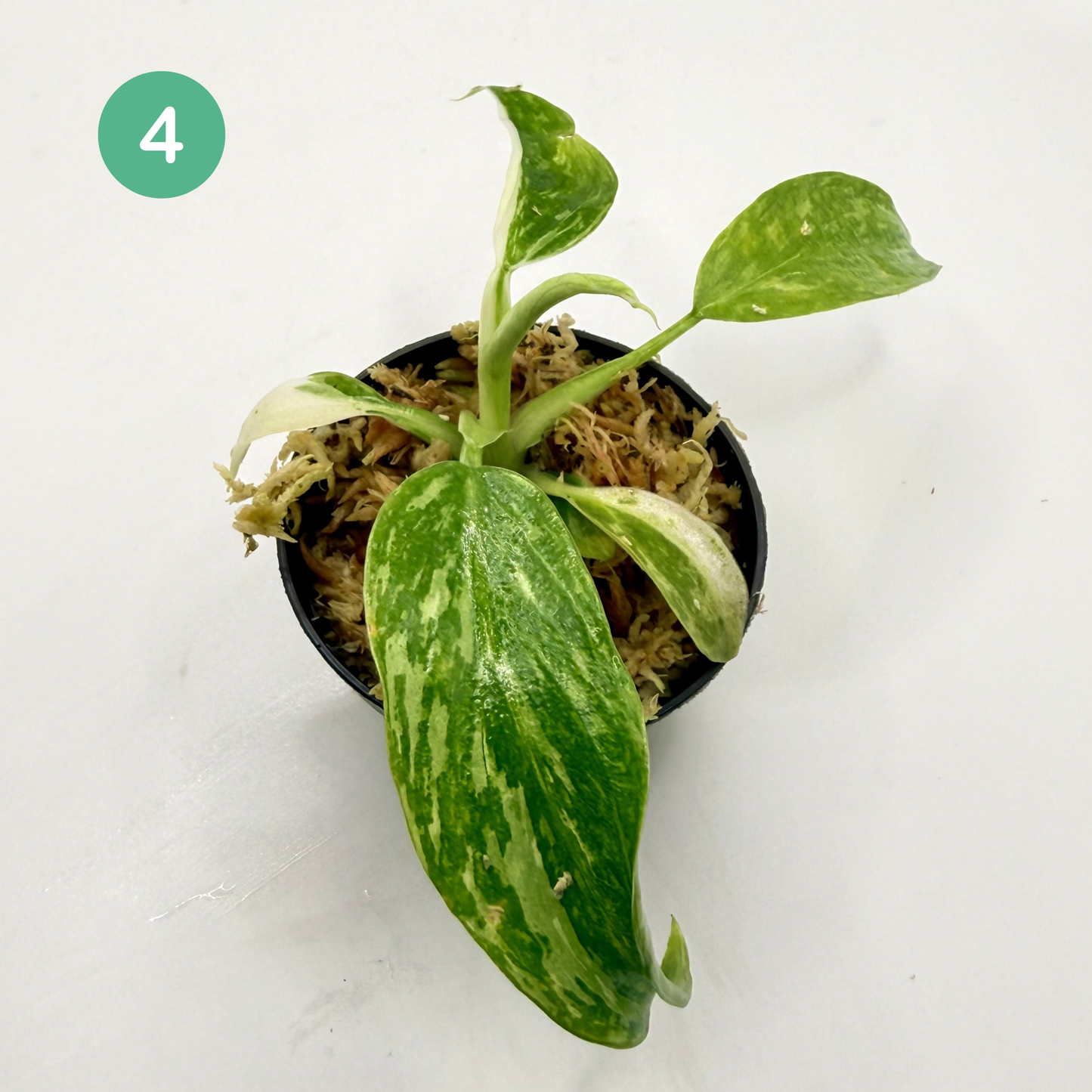 Philodendron Billietiae x José Buono Variegated