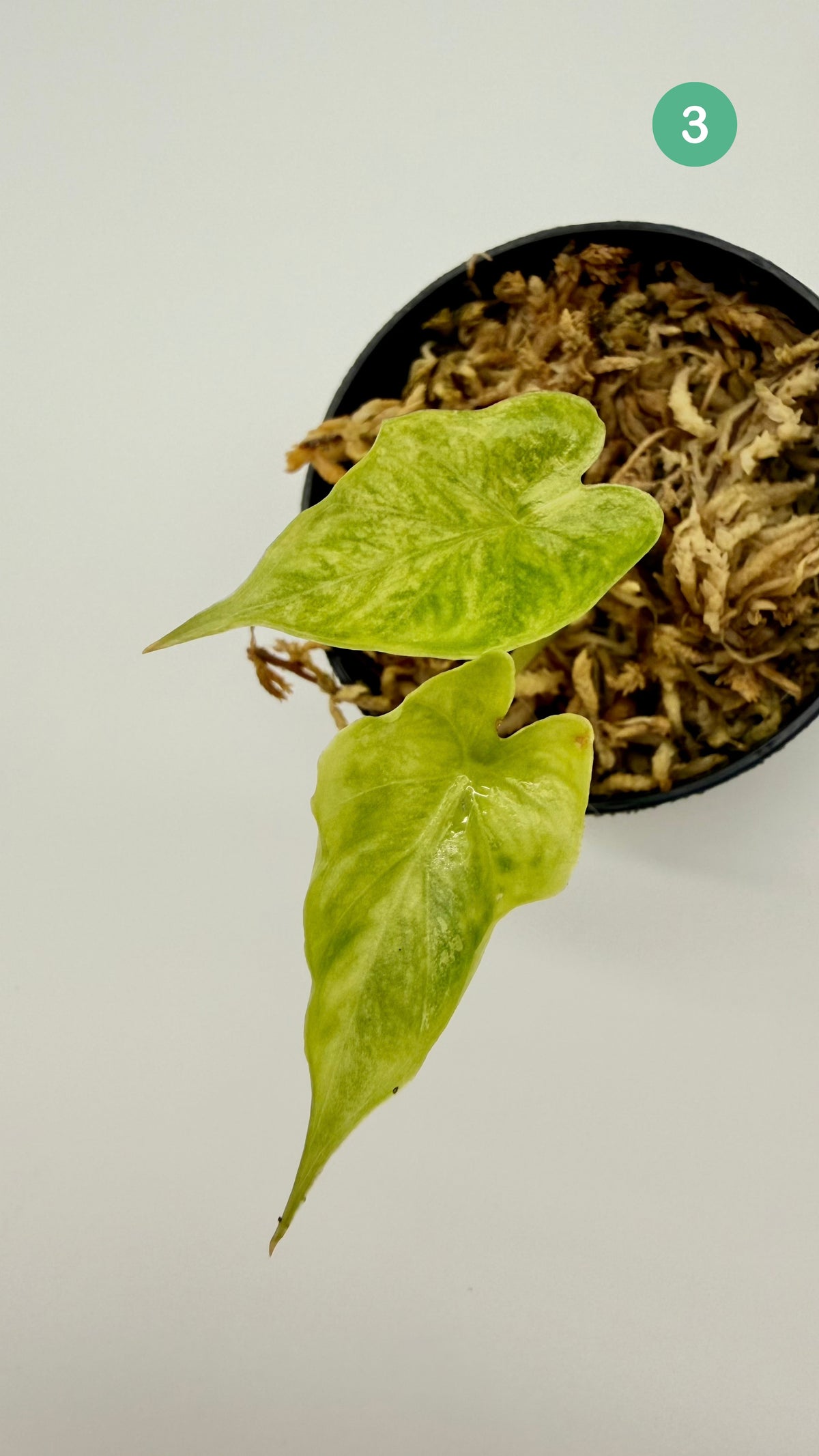 Alocasia Puber Aurea Variegata