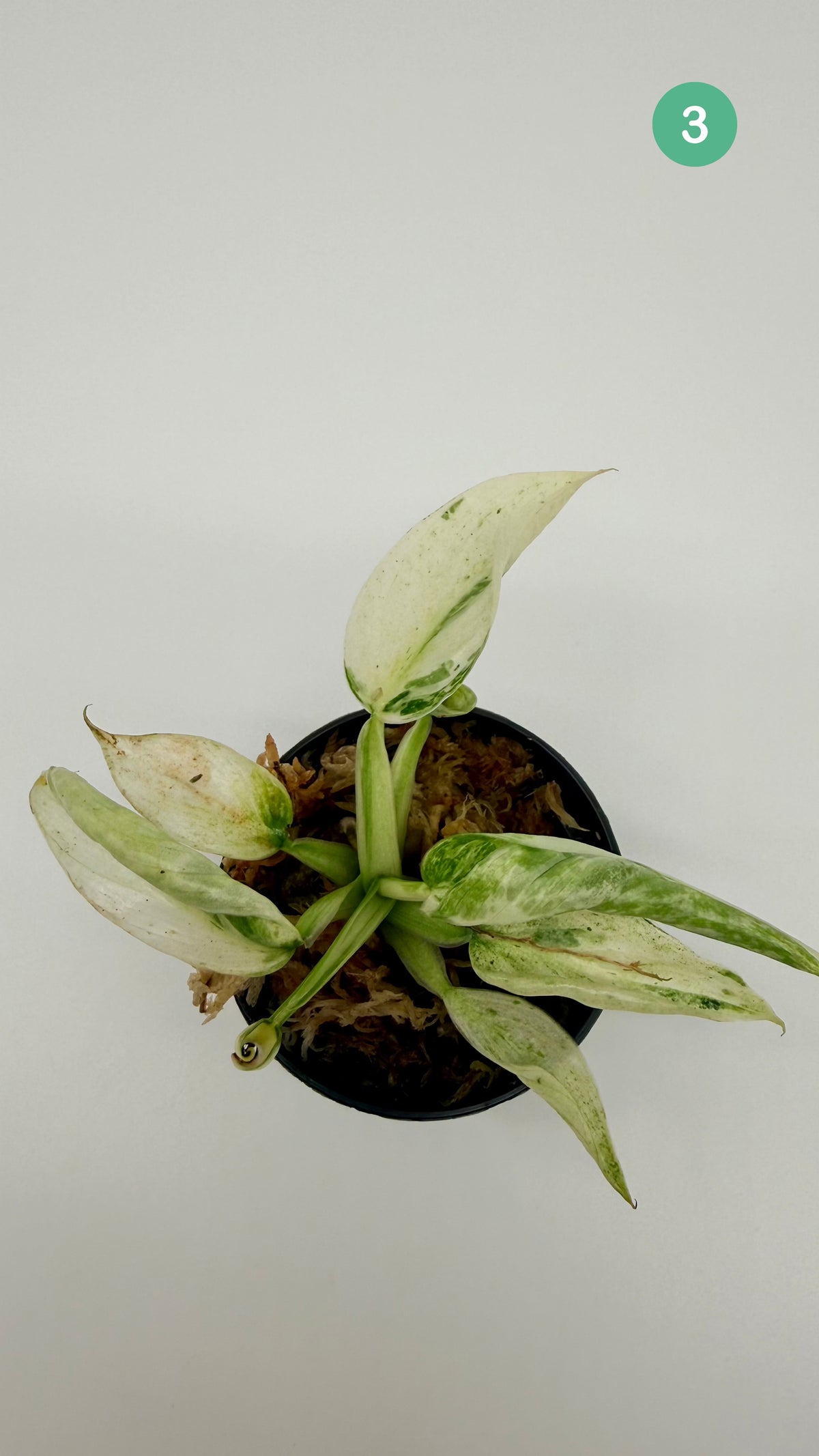 Philodendron Billietiae x José Buono Variegated