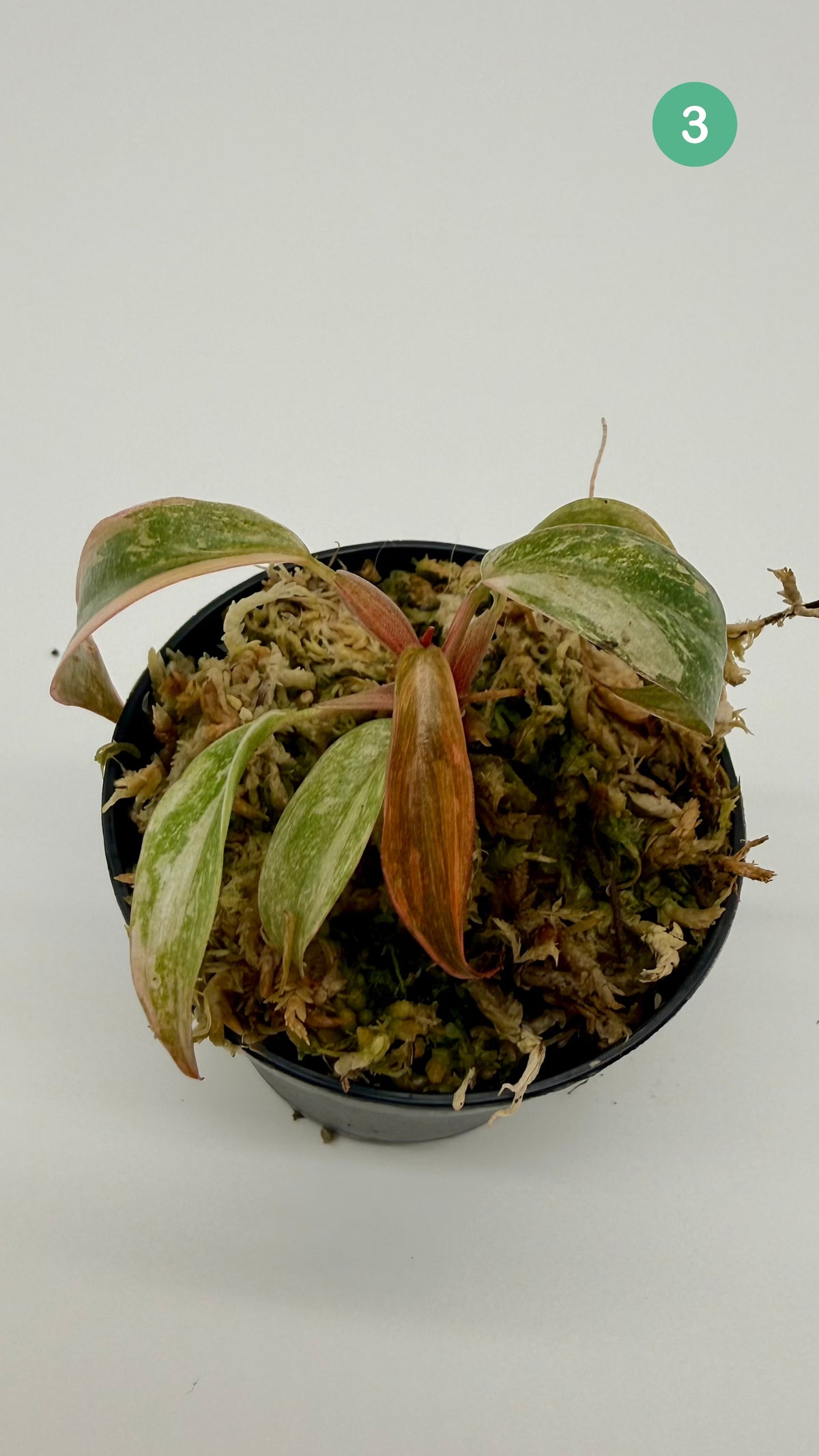 Philodendron Orange Princess Variegated