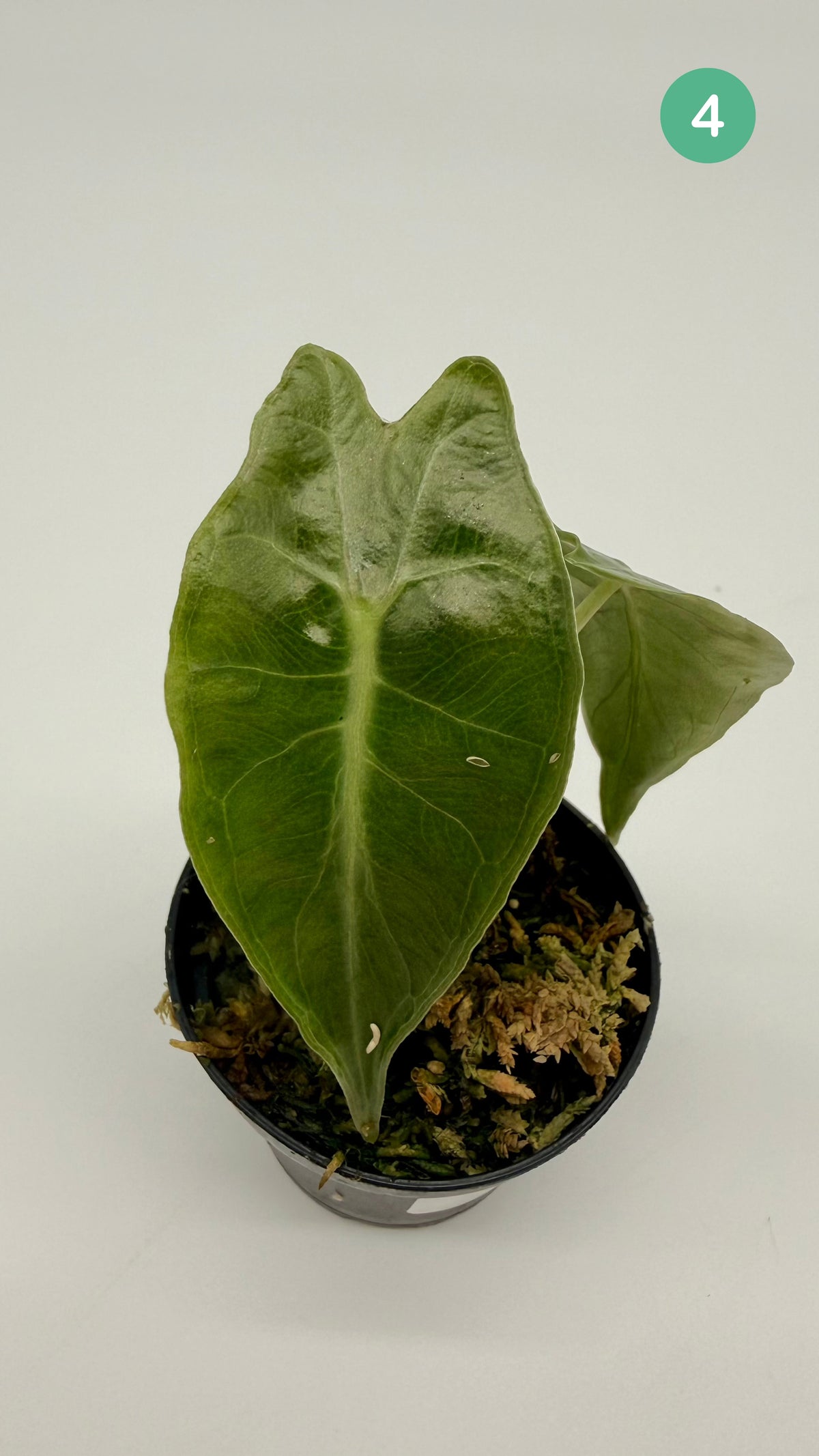 Alocasia Venom
