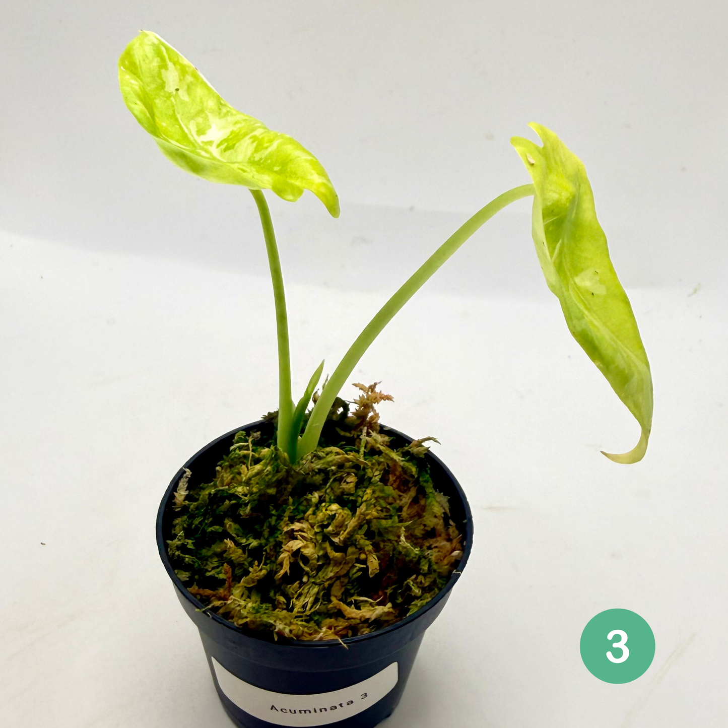 Alocasia Acuminata Albo Variegata