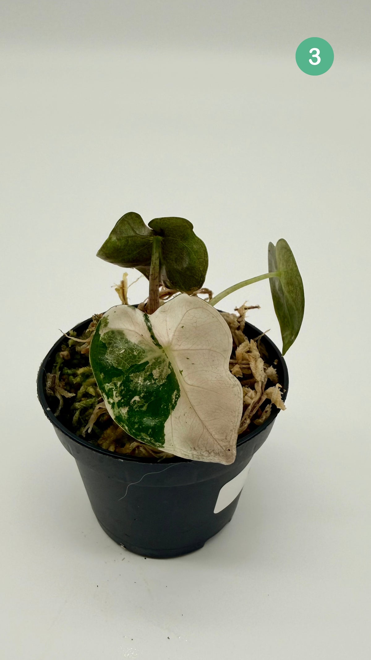 Alocasia Heart Balloon Pink/Albo Variegata