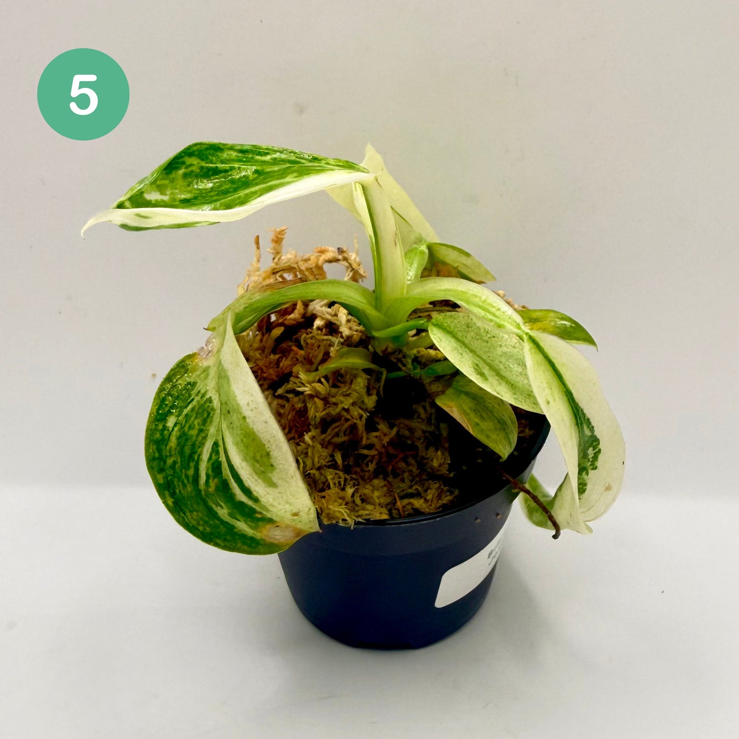 Philodendron Billietiae x José Buono Variegated