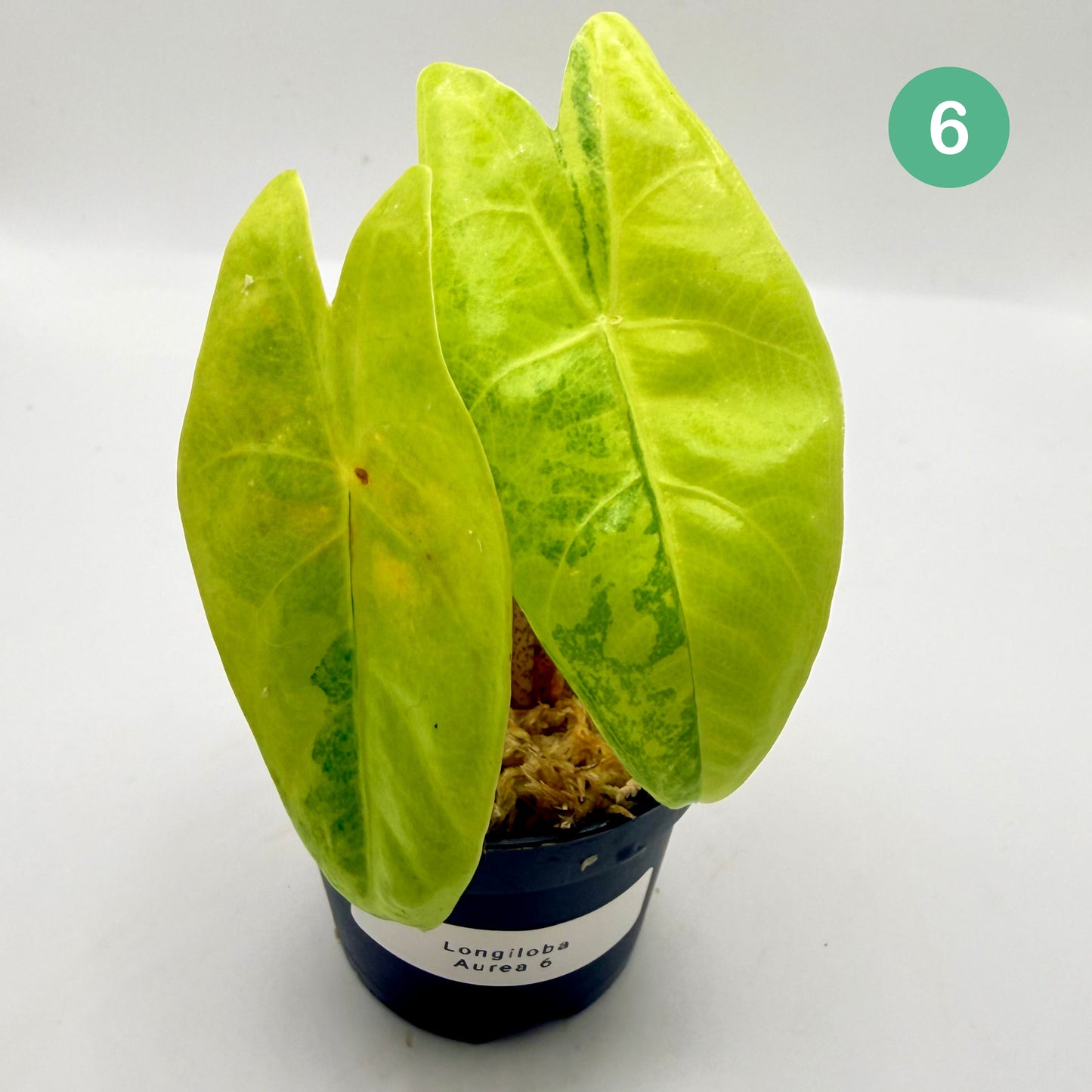 Alocasia Longiloba Aurea Variegata