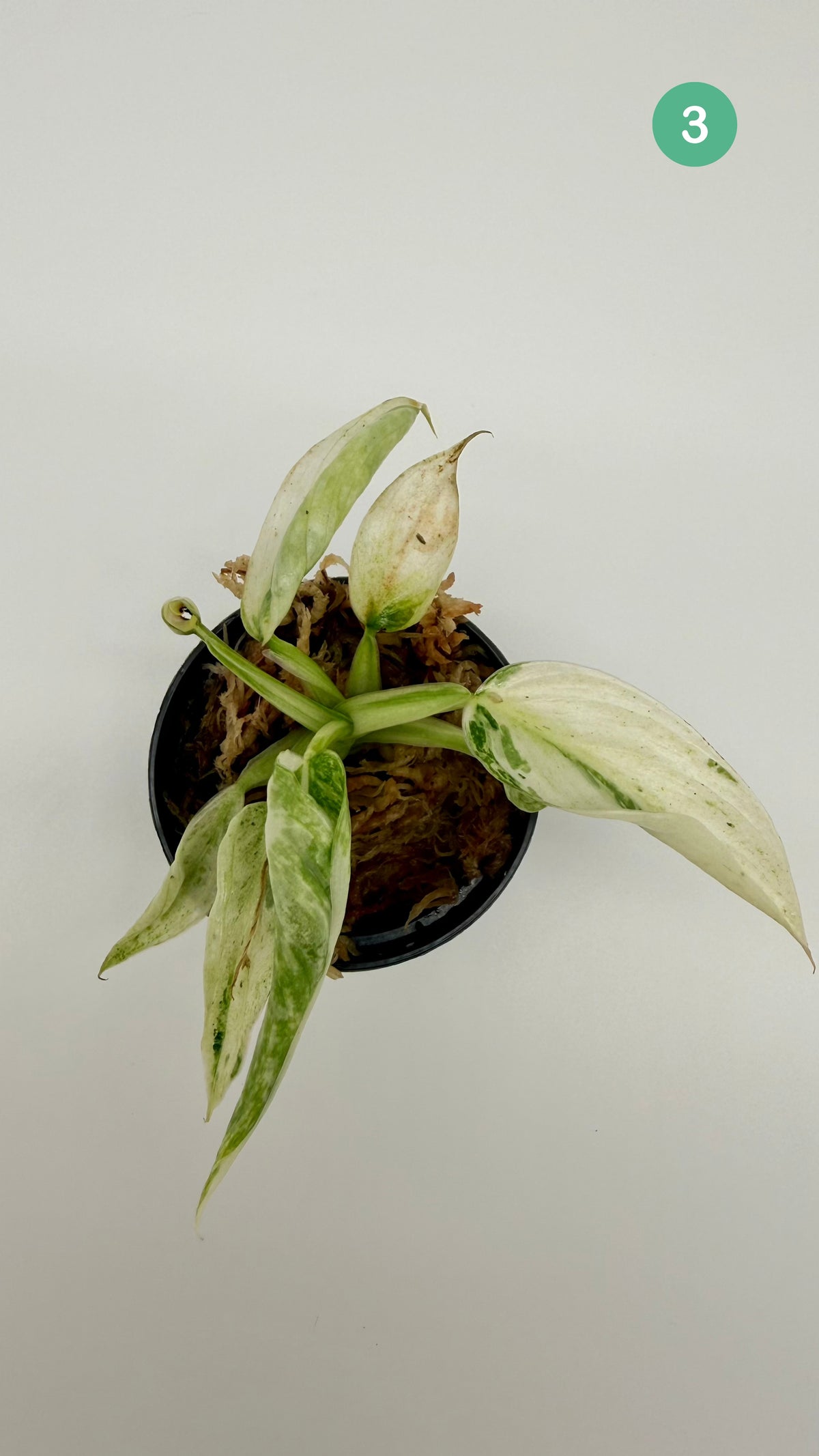 Philodendron Billietiae x José Buono Variegated