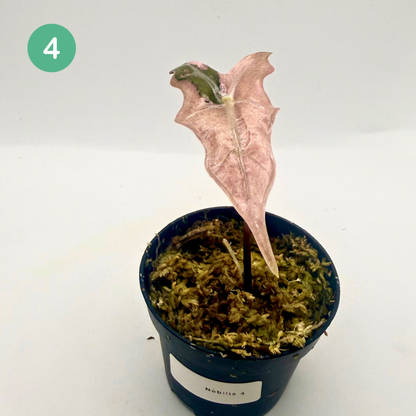 Alocasia Sanderiana Nobilis Pink Variegata