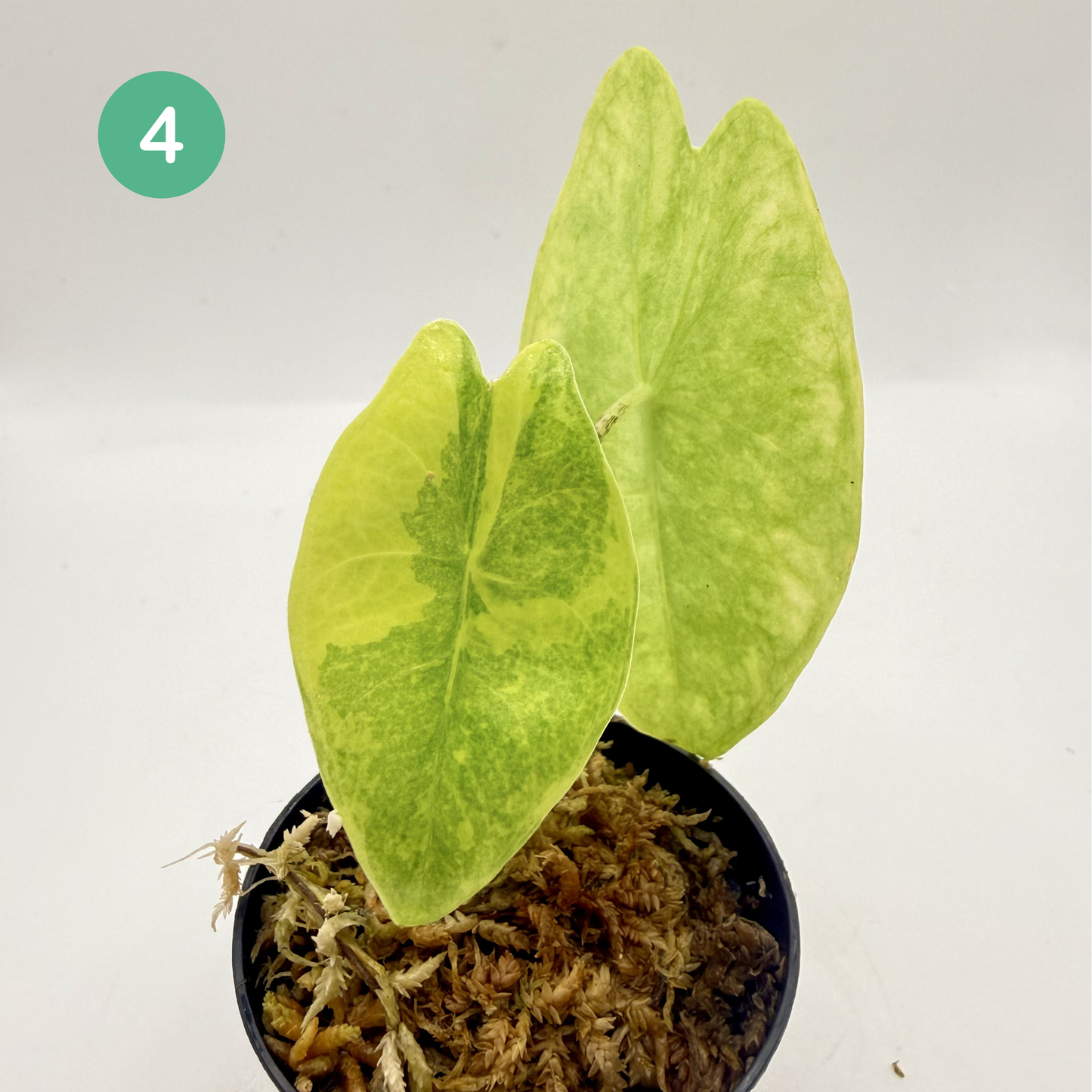 Alocasia Longiloba Aurea Variegata