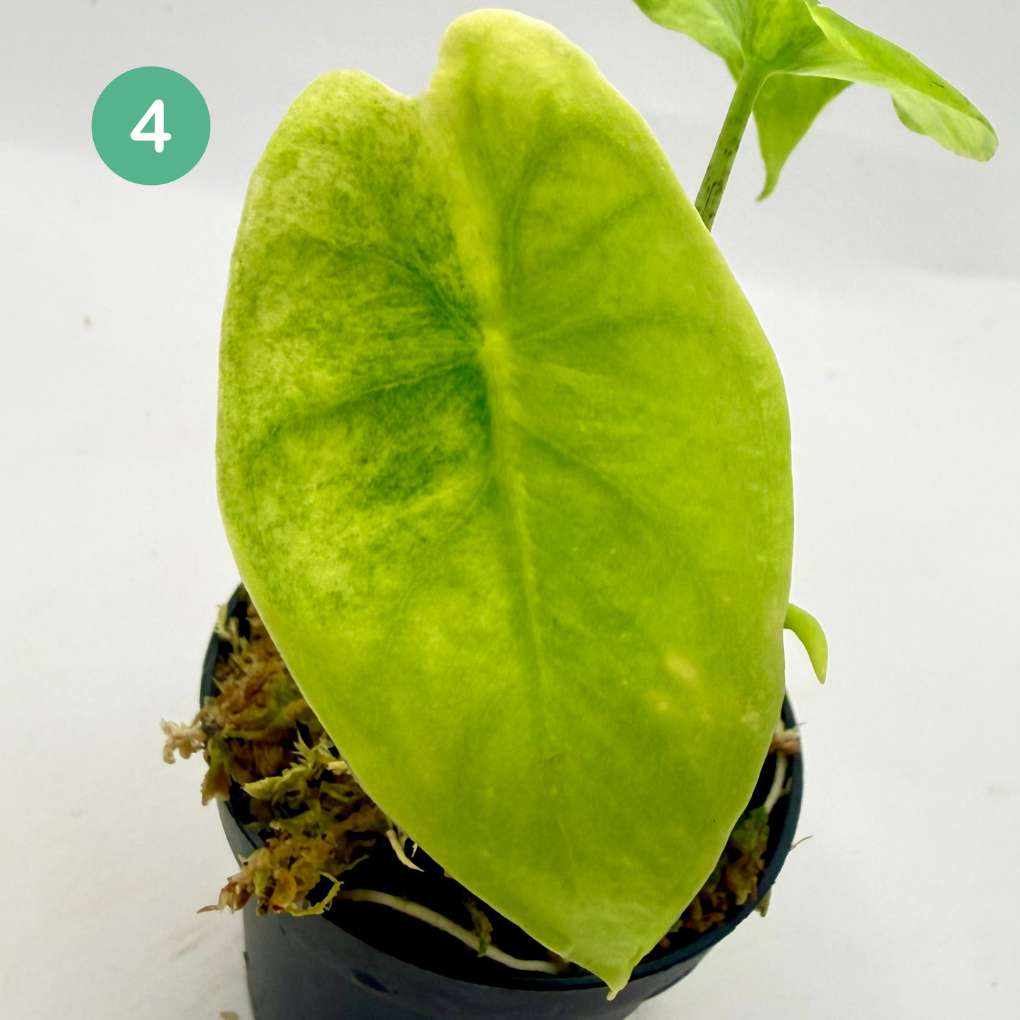 Alocasia Longiloba Aurea Variegata