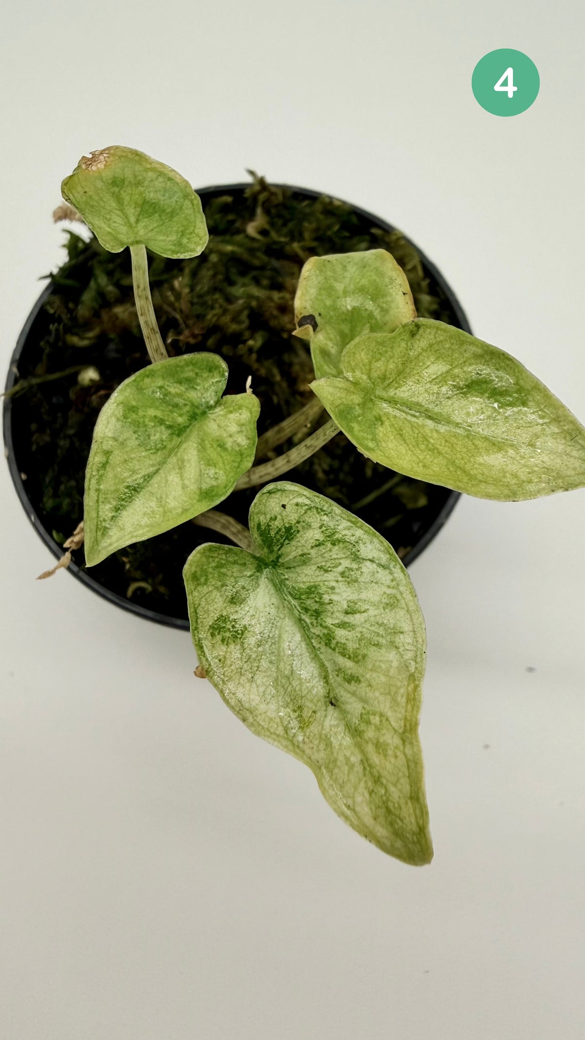 Alocasia Corazón Albo/Tricolor Variegata