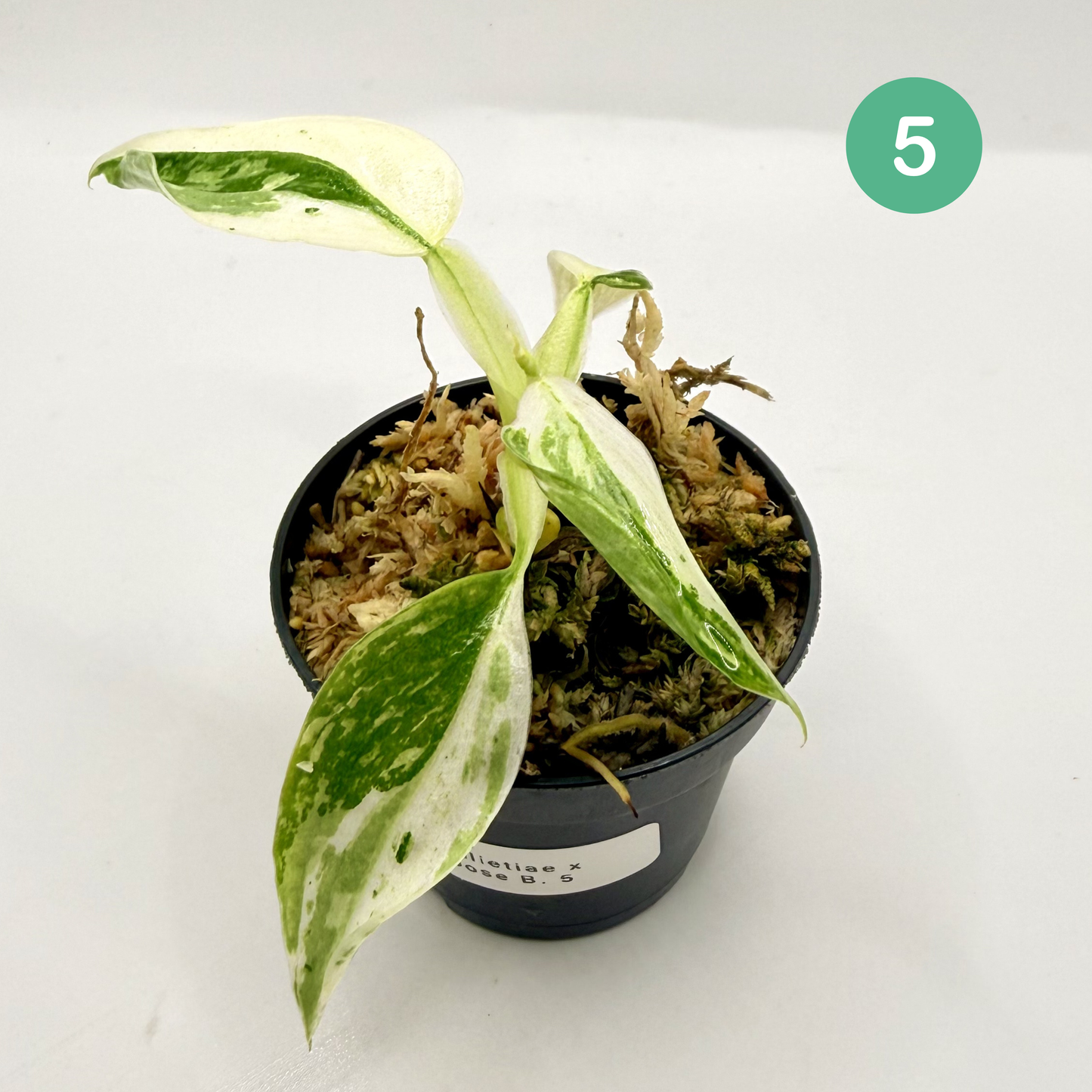 Philodendron Billietiae x José Buono Variegated