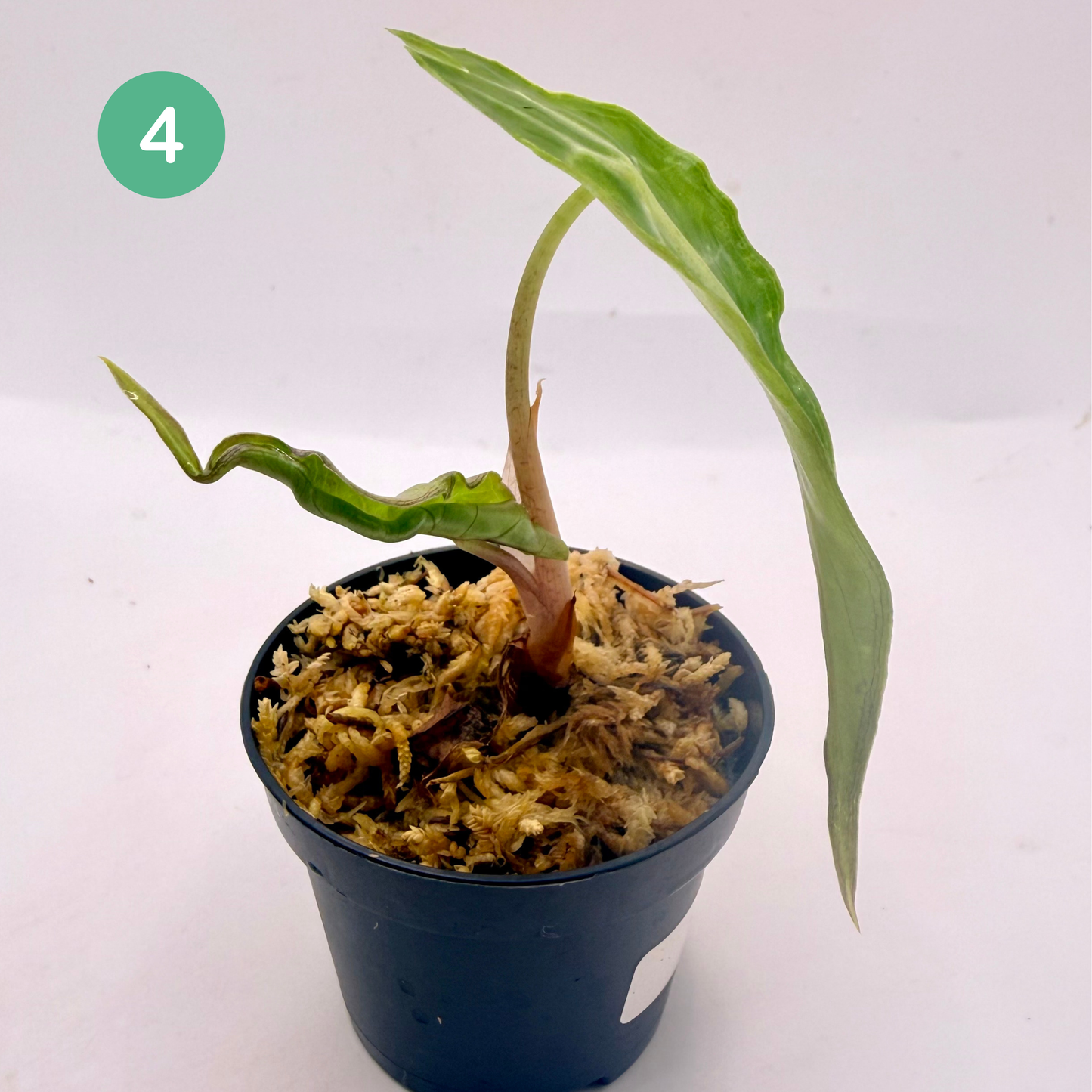 Alocasia Venom