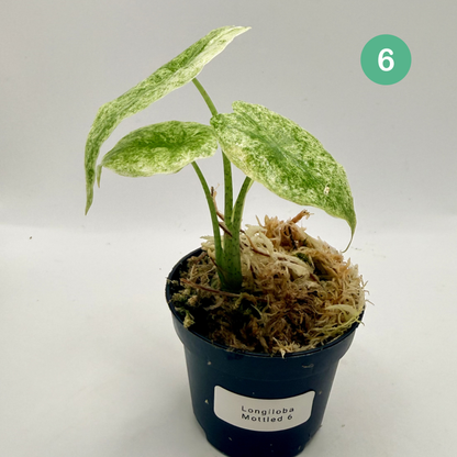 Alocasia Longiloba Mottled Variegata