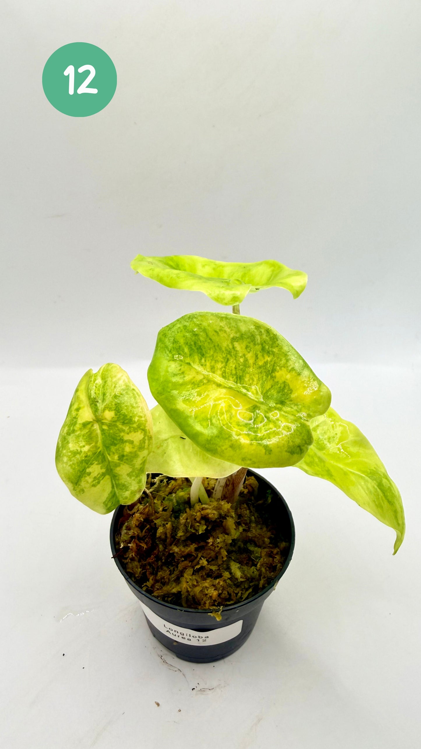 Alocasia Longiloba Aurea Variegata