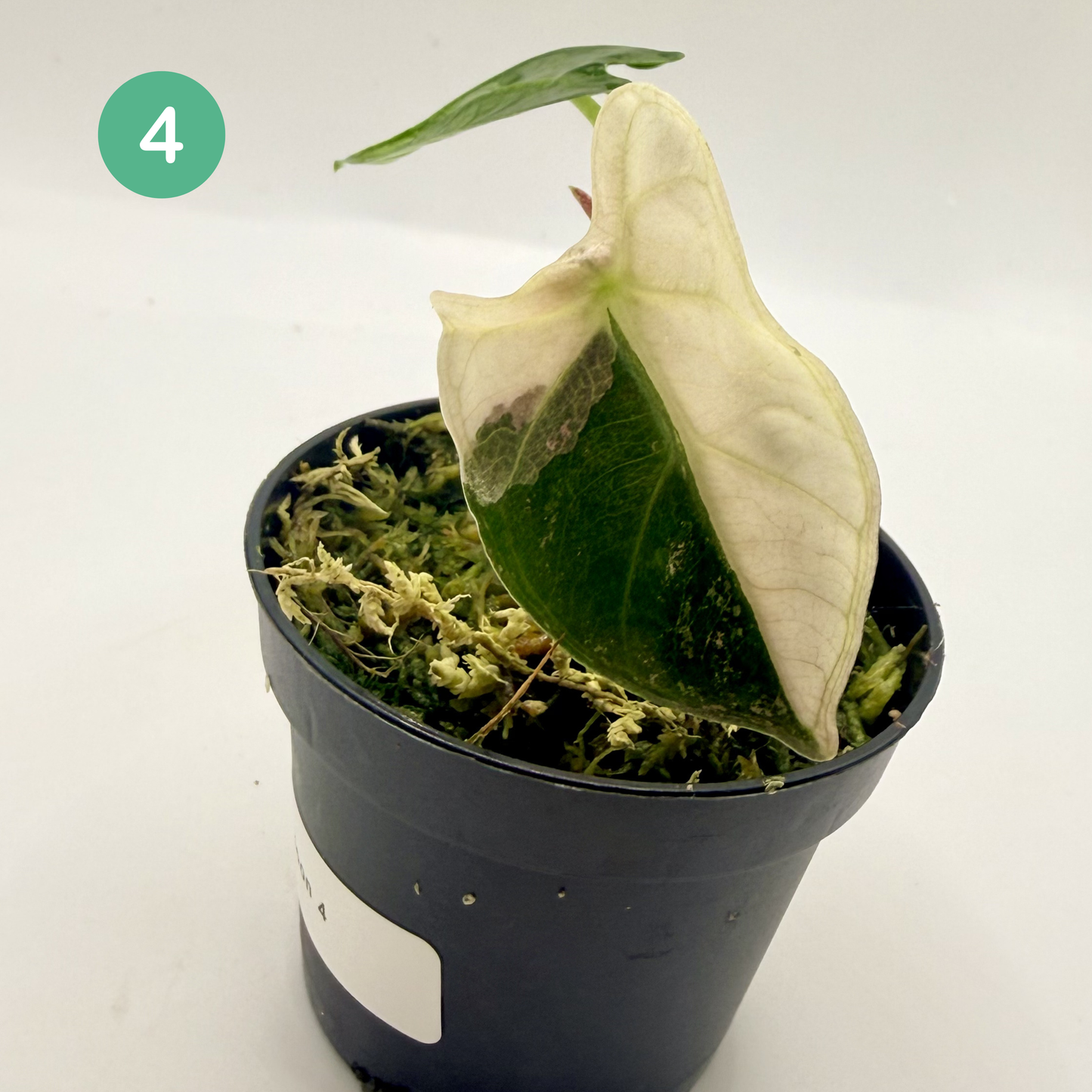 Alocasia Heart Balloon Pink/Albo Variegata