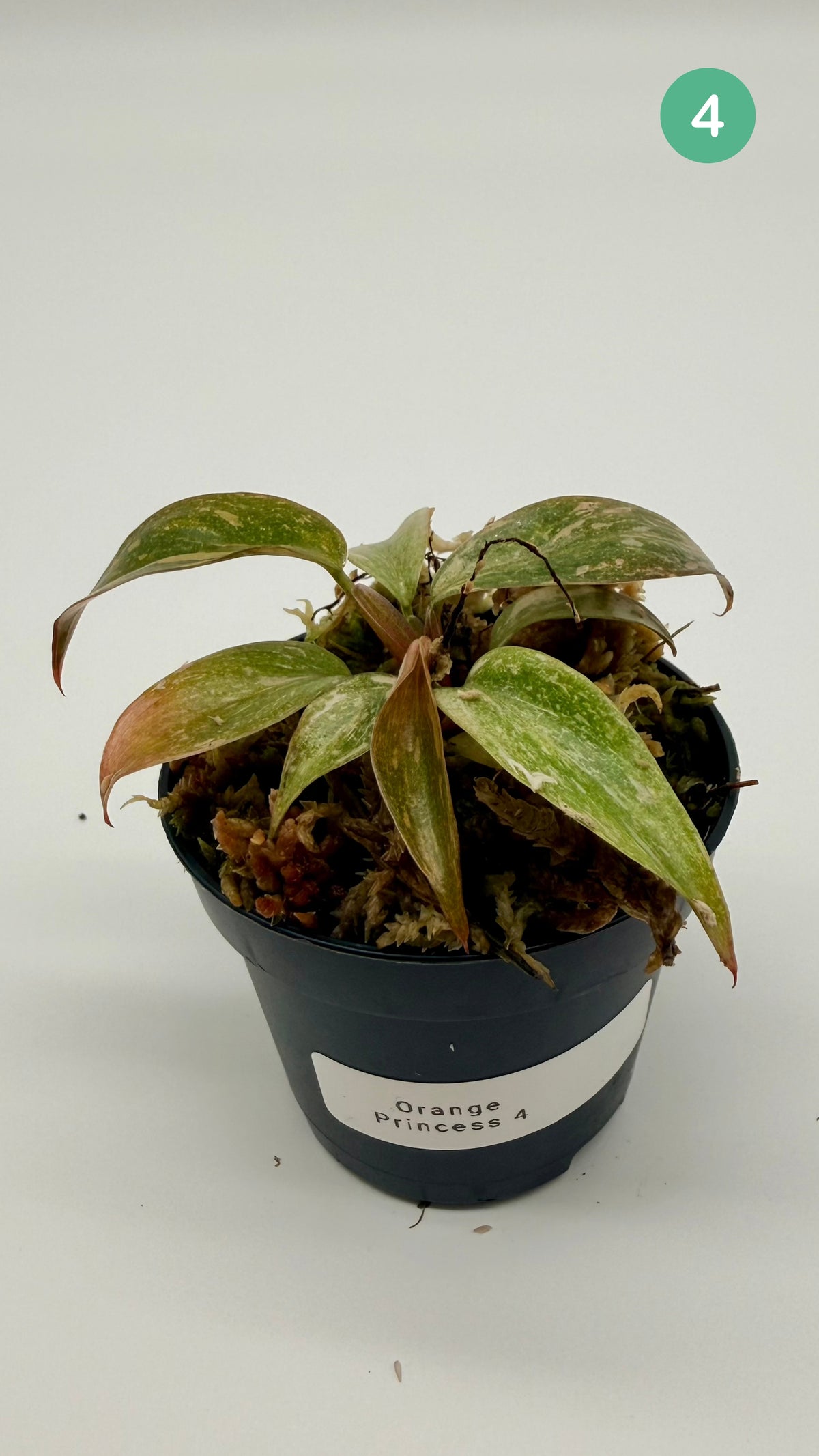Philodendron Orange Princess Variegated